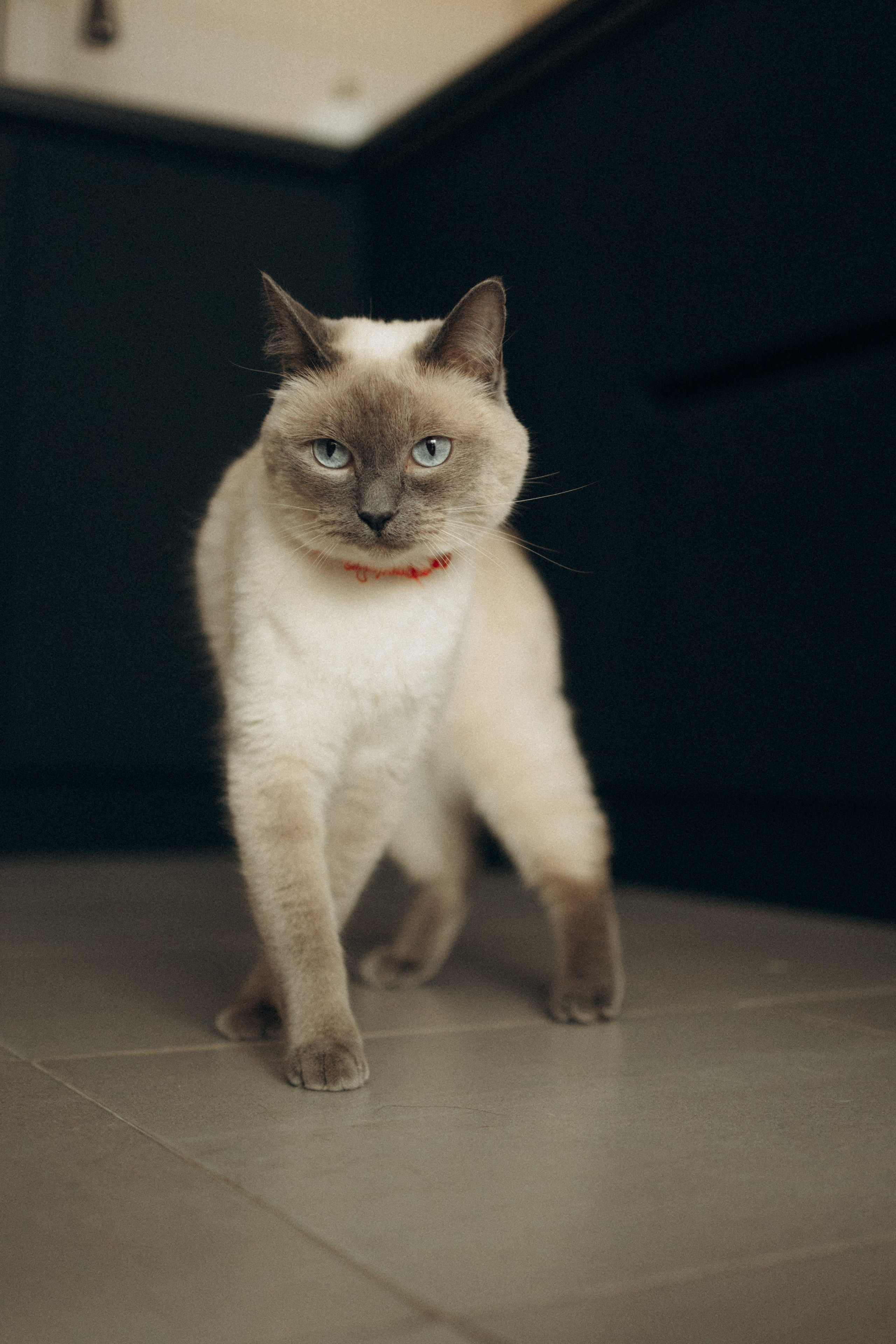 Бэлла, Деми и Луна. Фотораф — анималист Мария Шистка