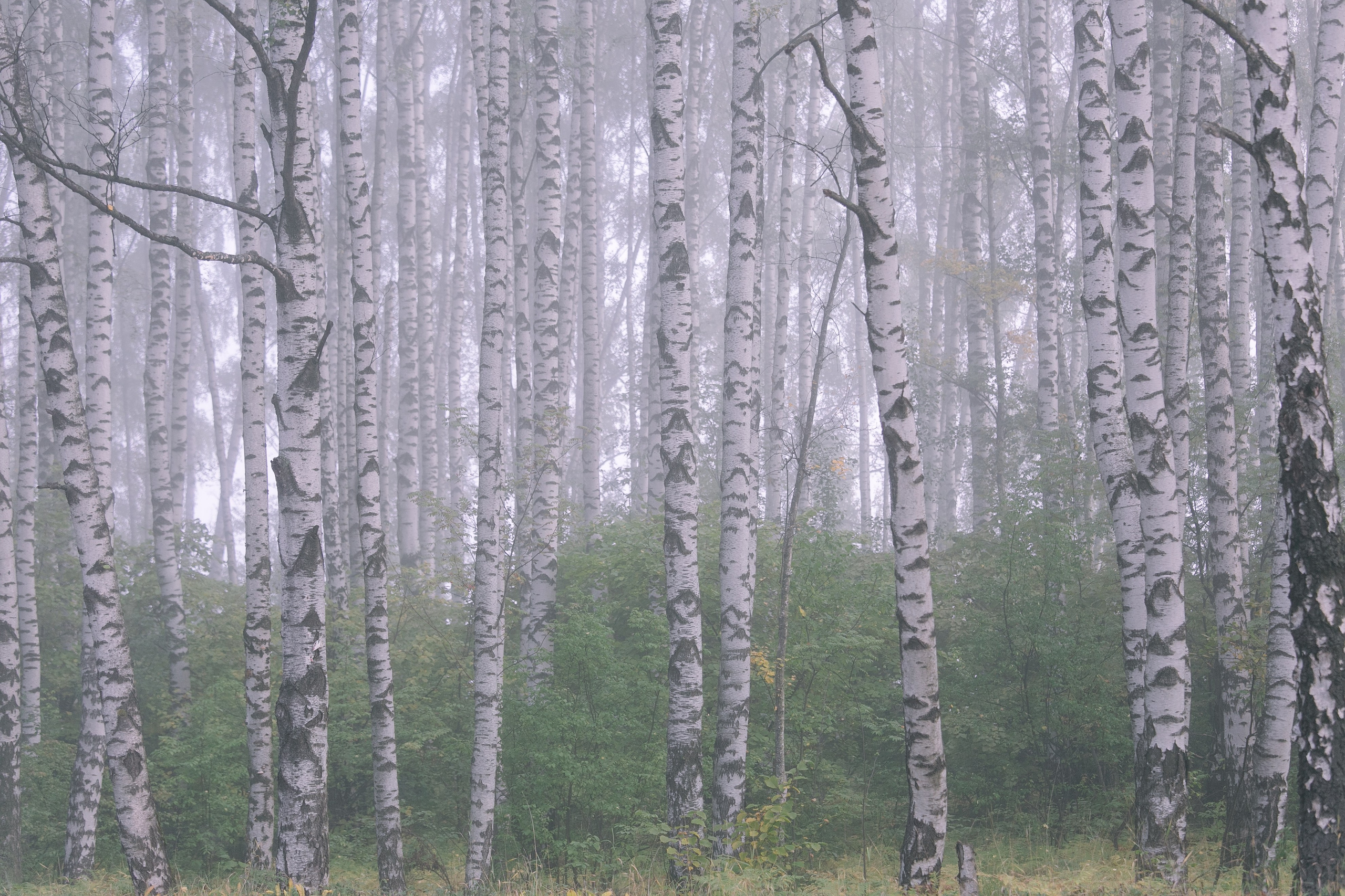 Средняя полоса. Свадебный и репортажный фотограф в Ярославле и Санкт-Петербурге Роман Микрюков