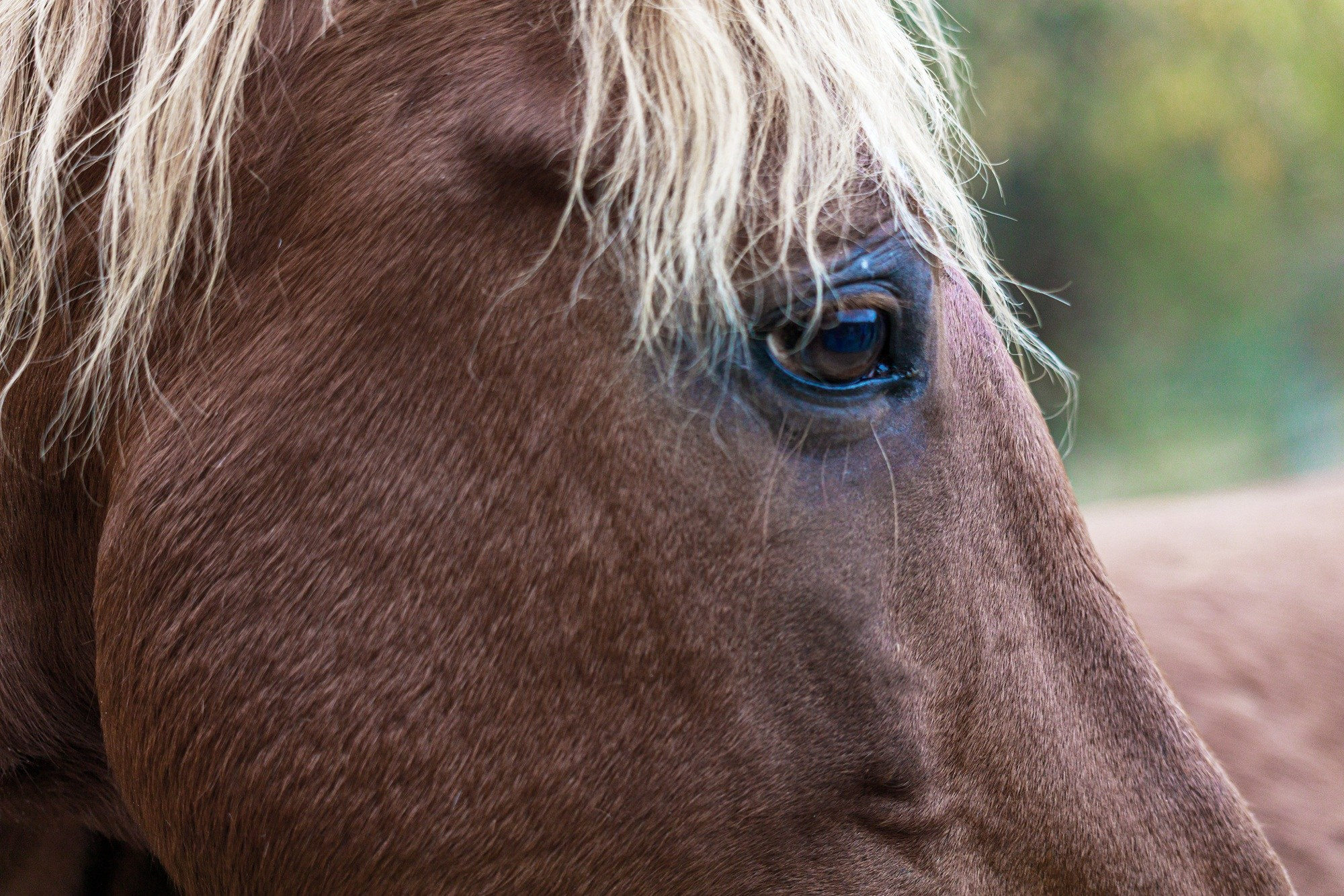 Портрет. Интерьерный фотограф из Санкт-Петербурга Елена Головкова