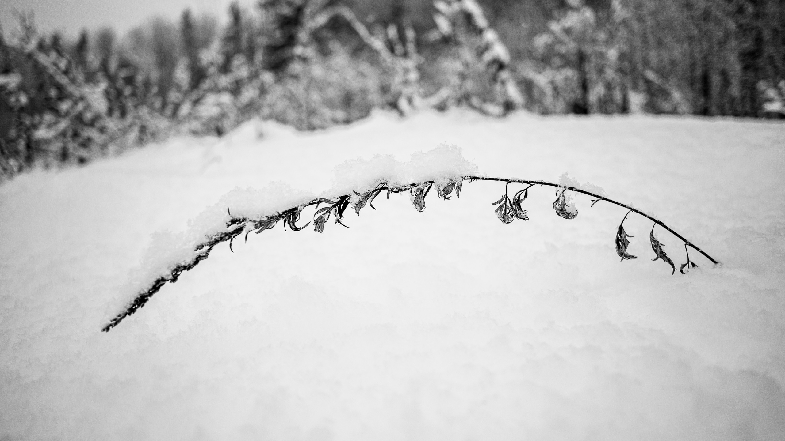 Landscape, nature, plants, details of the world around us. Personal website of photographer Dmitry Raikin