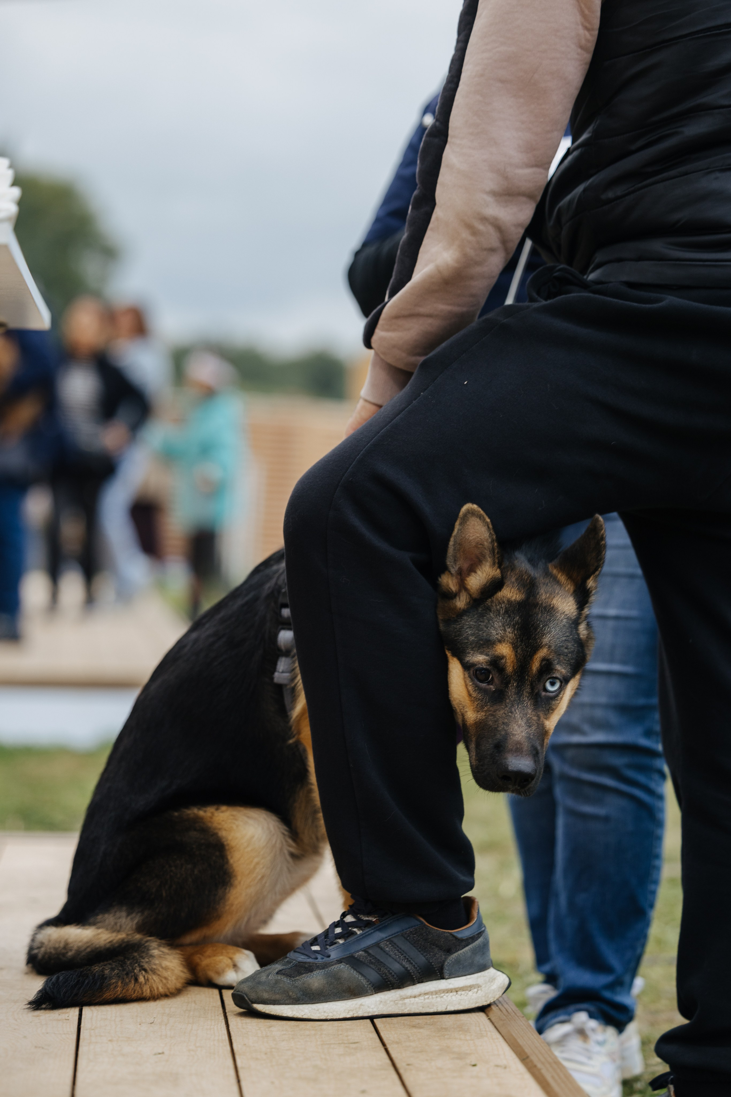 Хвостатый репортаж. Аксана Лисовская фотограф в Москве. Фотографии с характером