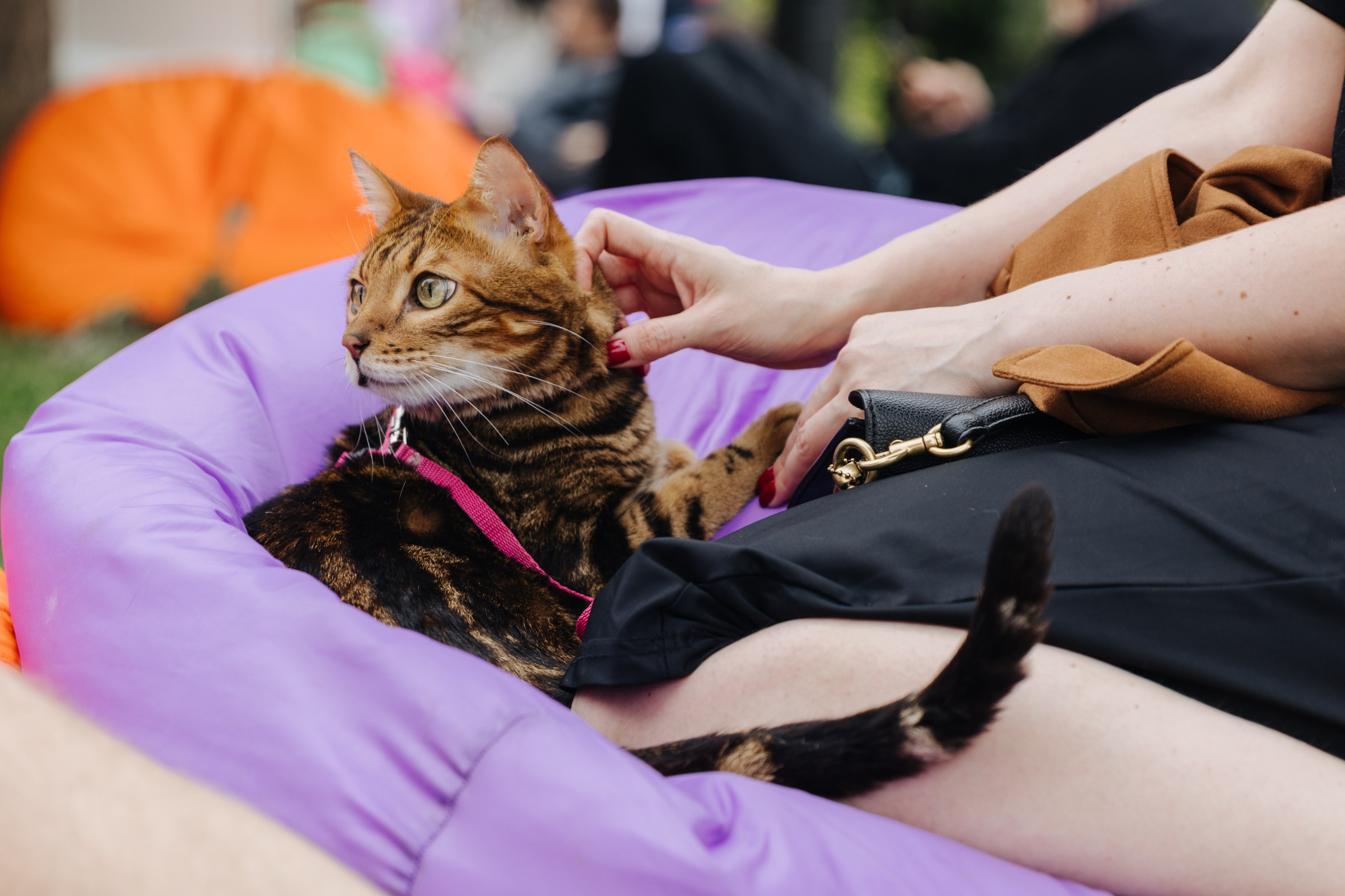 Хвостатый репортаж. Аксана Лисовская фотограф в Москве. Фотографии с характером