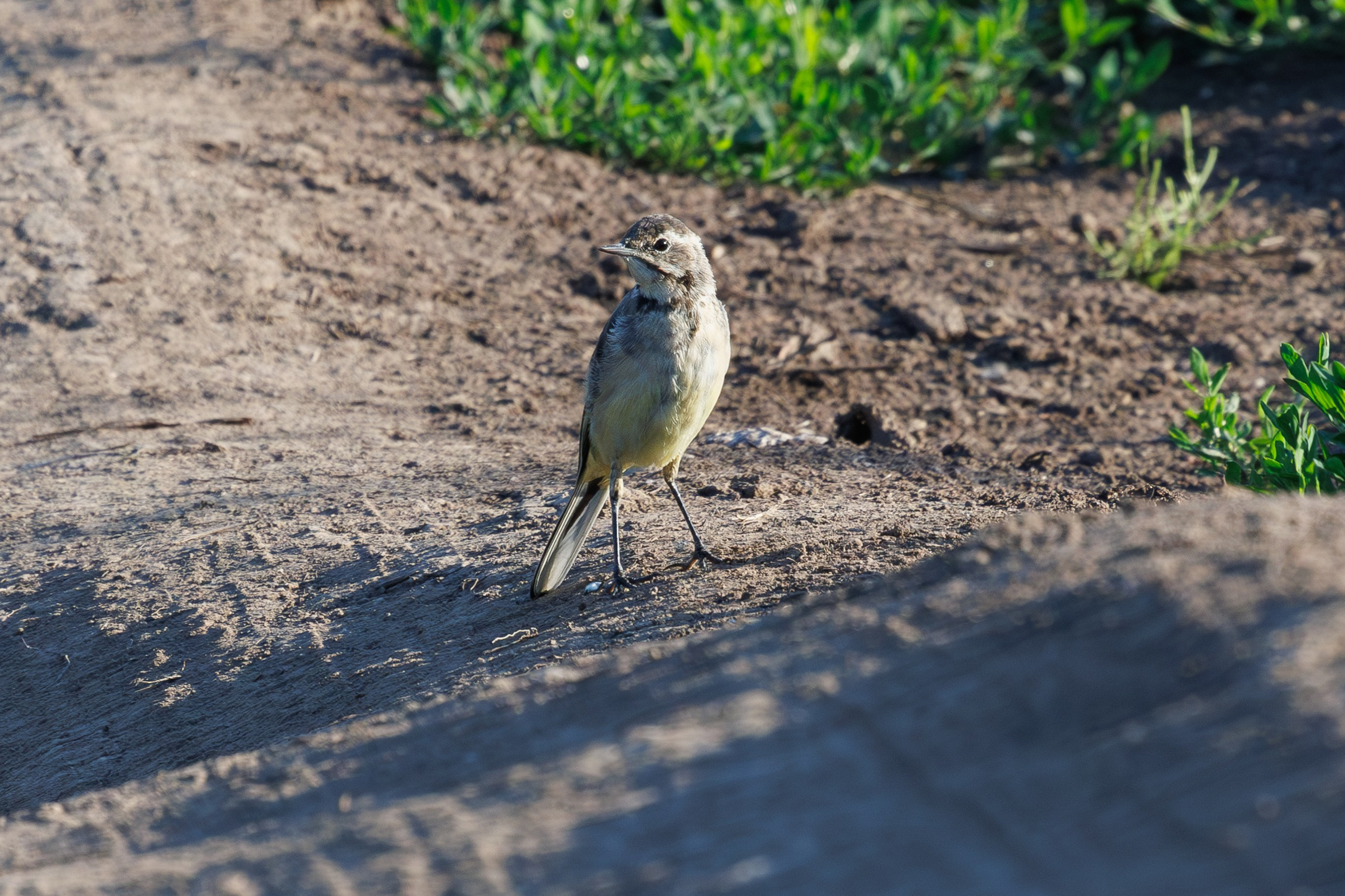 Птицы Москворецкого пойменного заказника. Птицы парков г. Люберцы