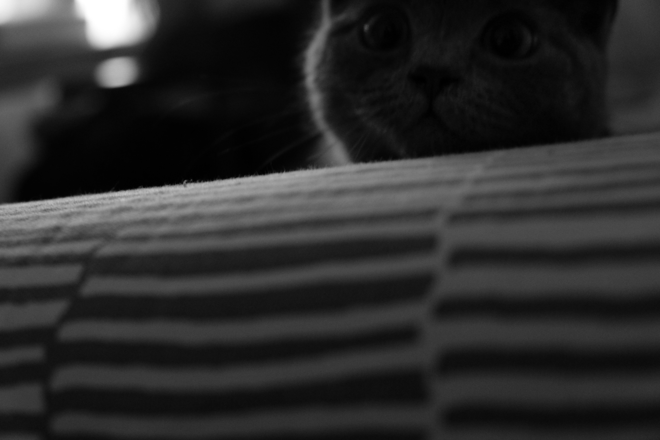 Под маминым крылом. Самойленко Надежда фотограф