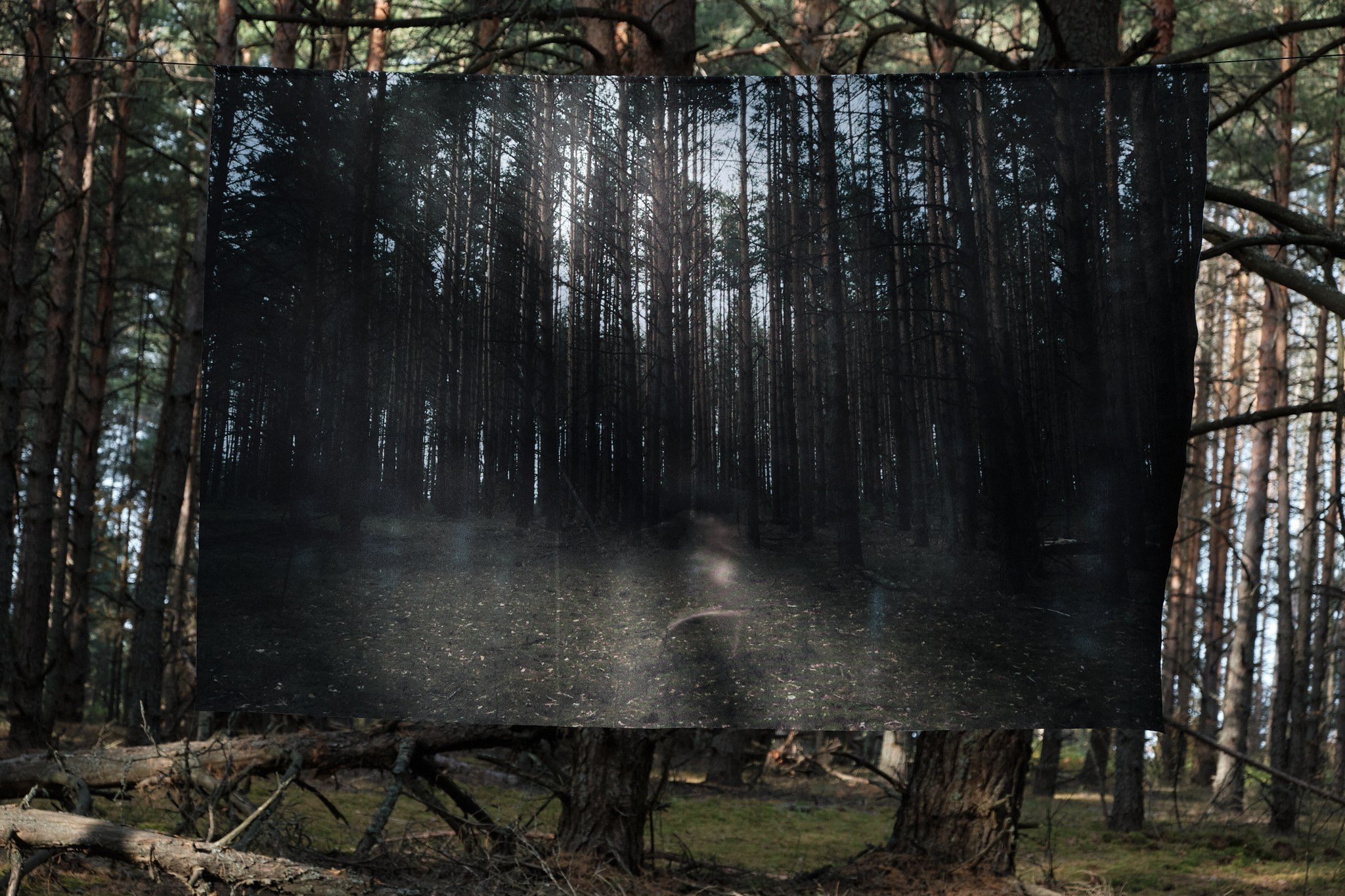 Я приношу к себе лес я себя приношу в лес. Алиса Косарева