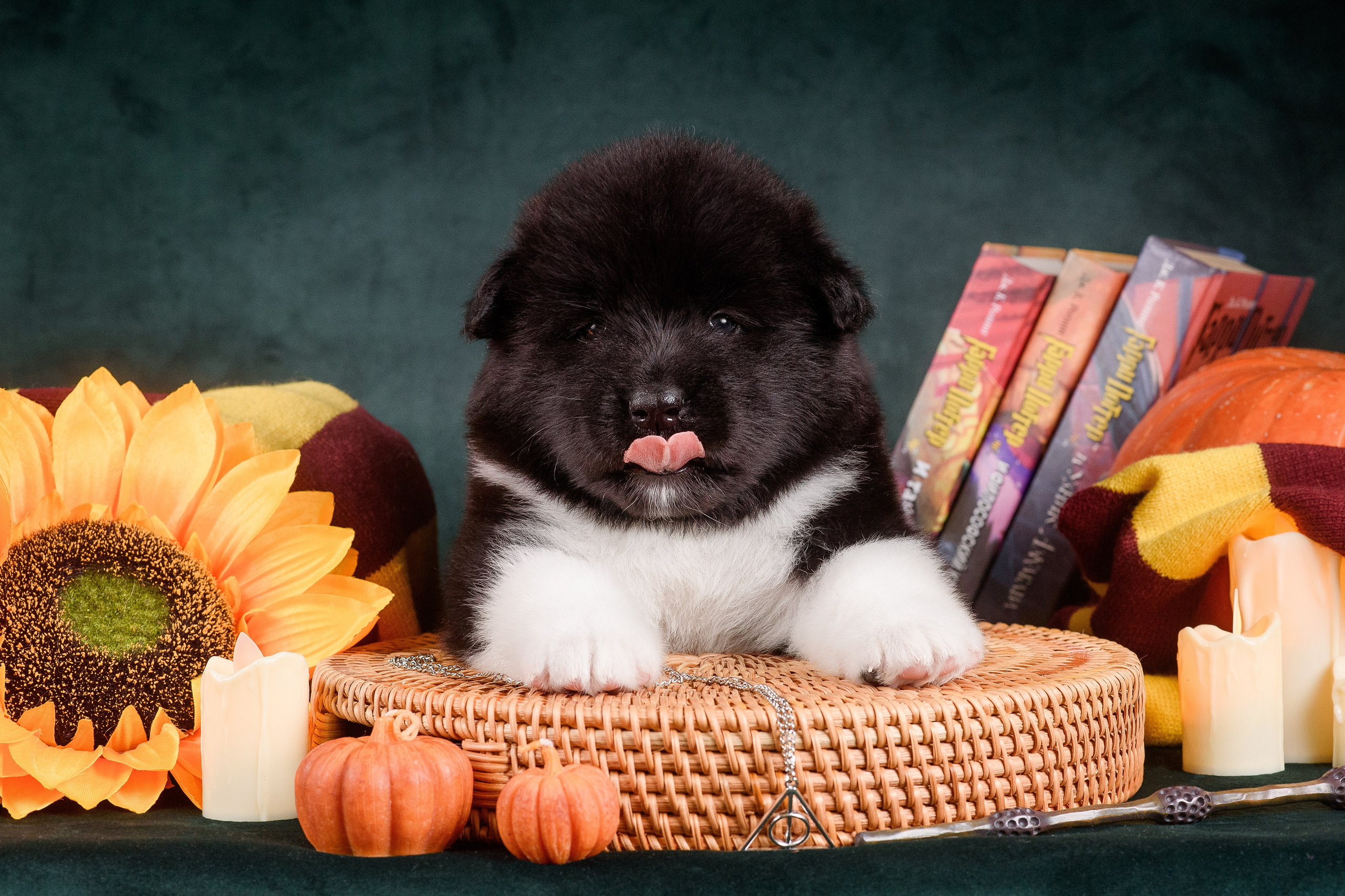 Щенки Американской Акиты — 04.11.2024. Фотограф — Анималист | Анна Абрамова