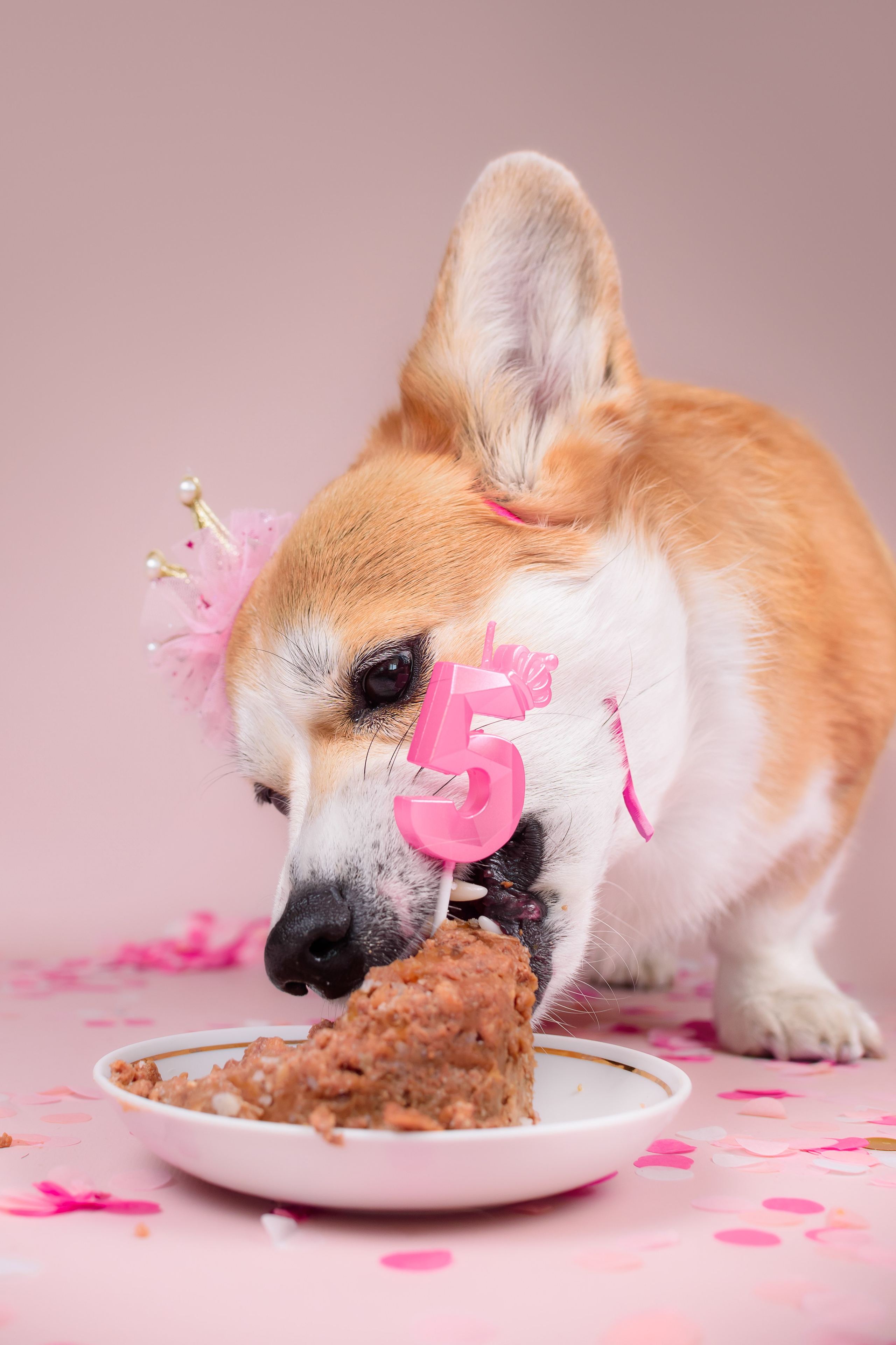 Лея ДР — 25.05.2024. Фотограф — Анималист | Анна Абрамова