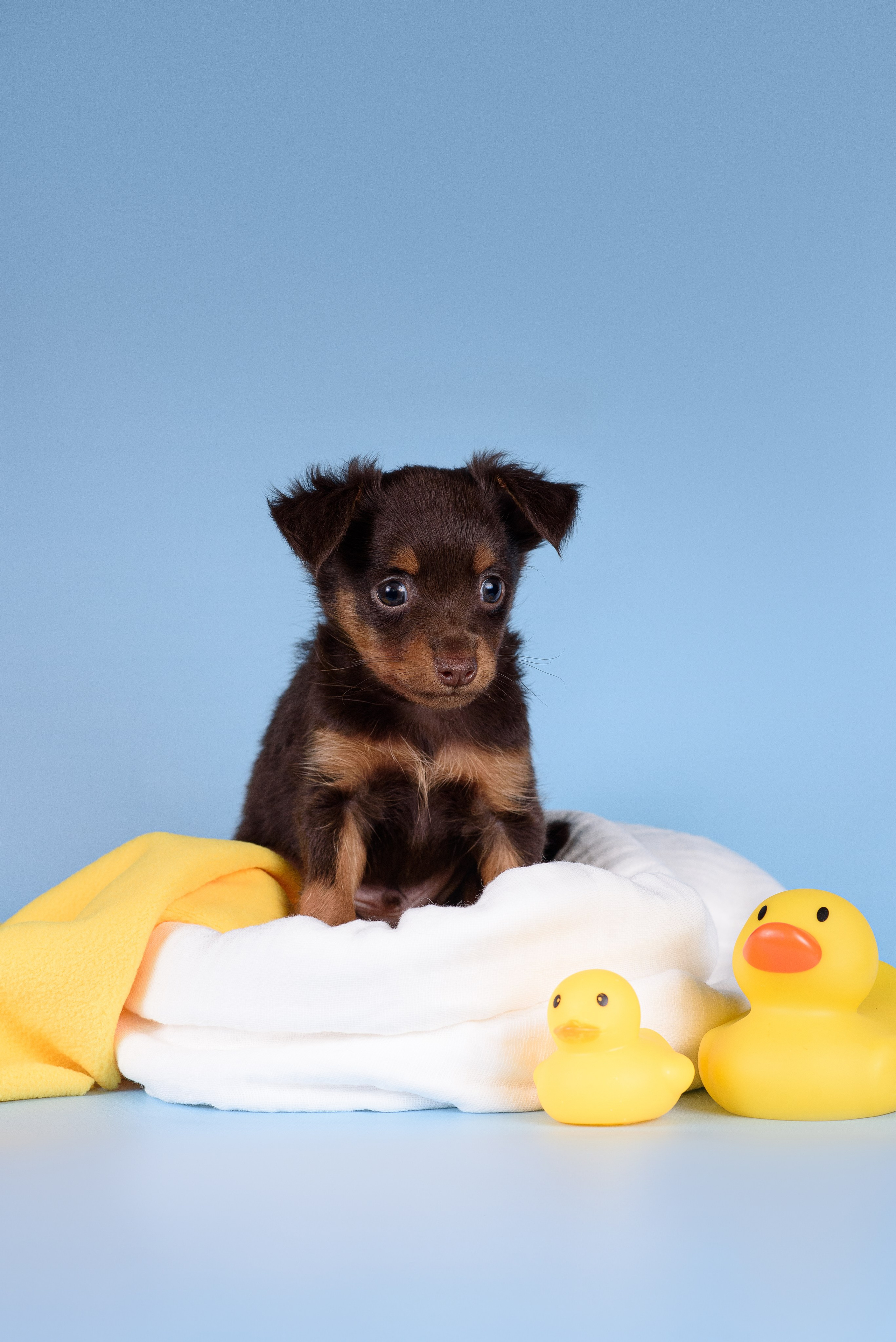 Щенки Пражских крысариков -13.04.2024. Фотограф — Анималист | Анна Абрамова