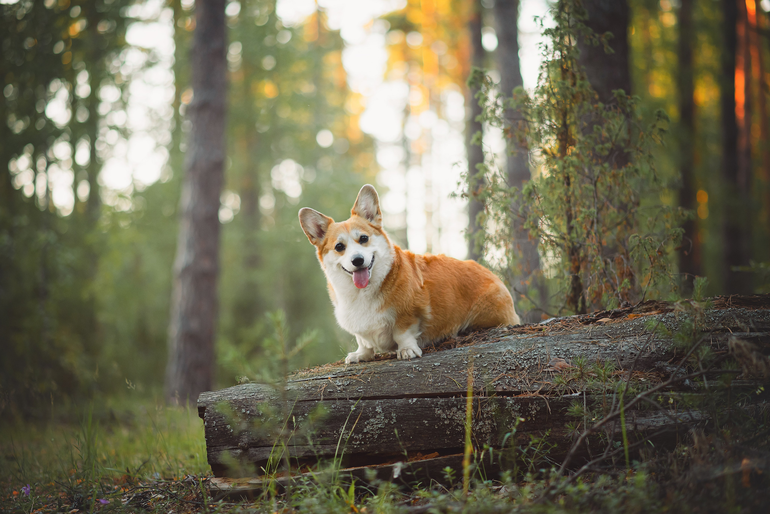Лесная прогулка — 10.07.2024. Фотограф — Анималист | Анна Абрамова