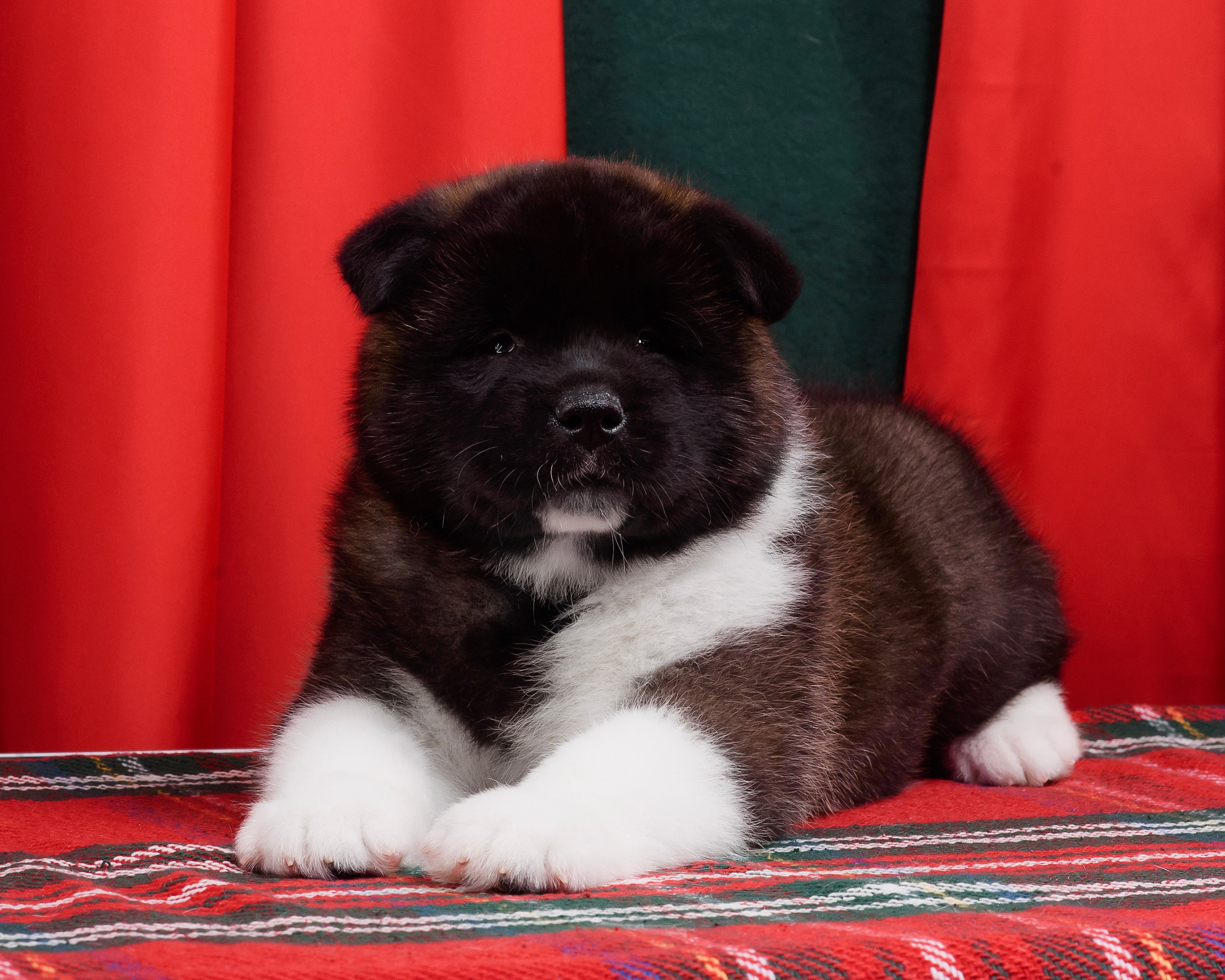 Щенки Американской Акиты. Фотограф — Анималист | Анна Абрамова