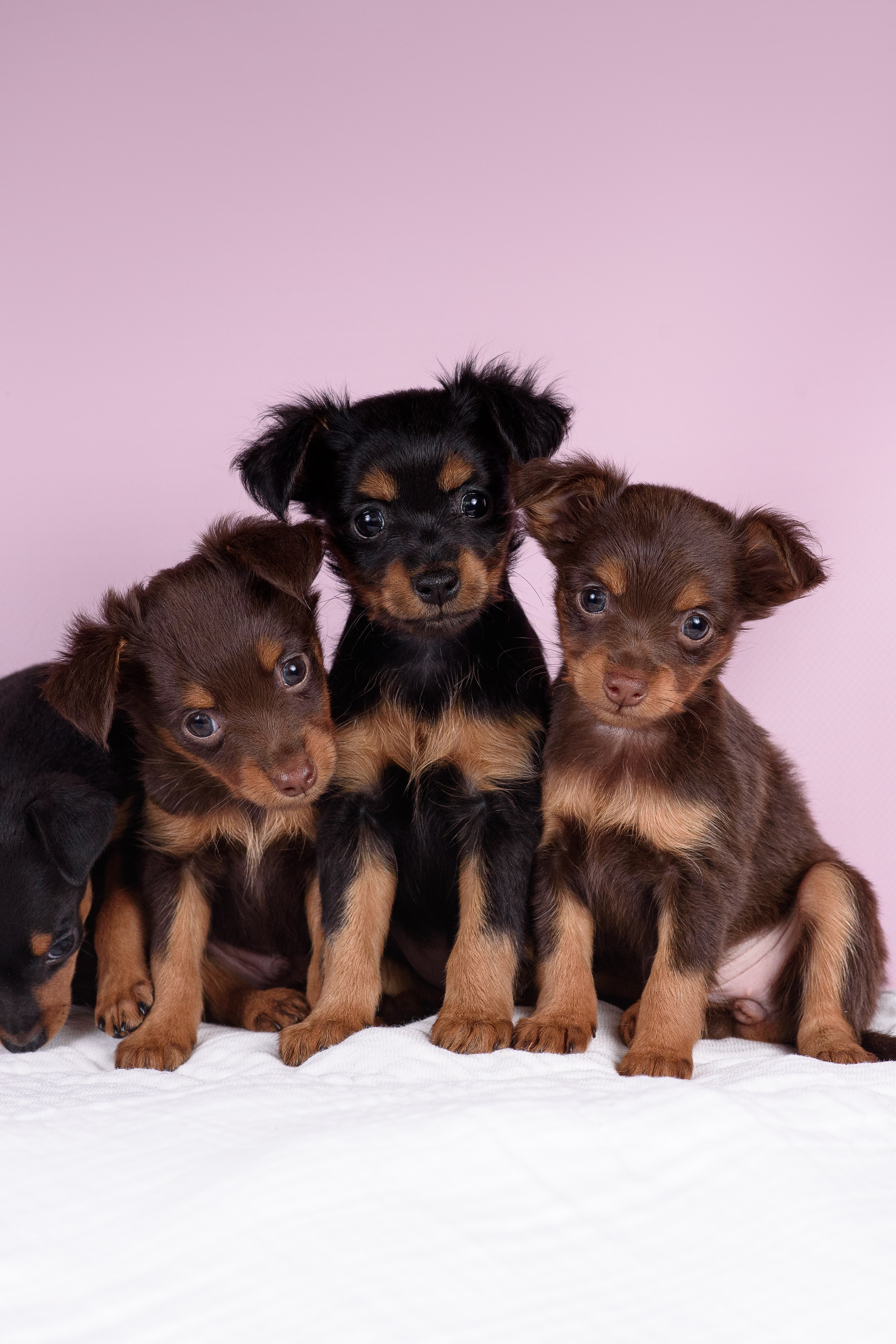 Щенки Пражских крысариков -13.04.2024. Фотограф — Анималист | Анна Абрамова