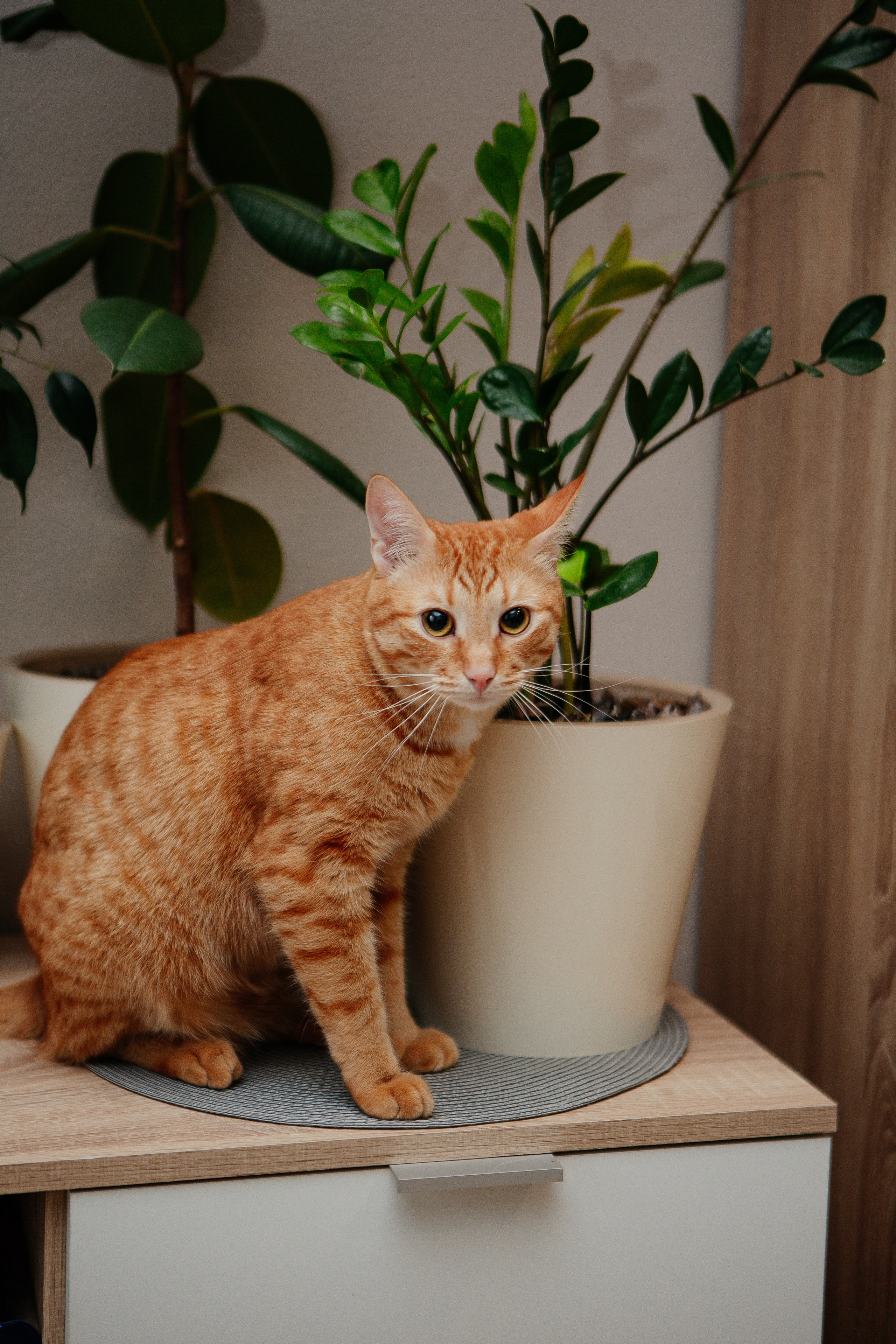 Роман и его семья. Семейный и детский фотограф в Москве Александра Мак