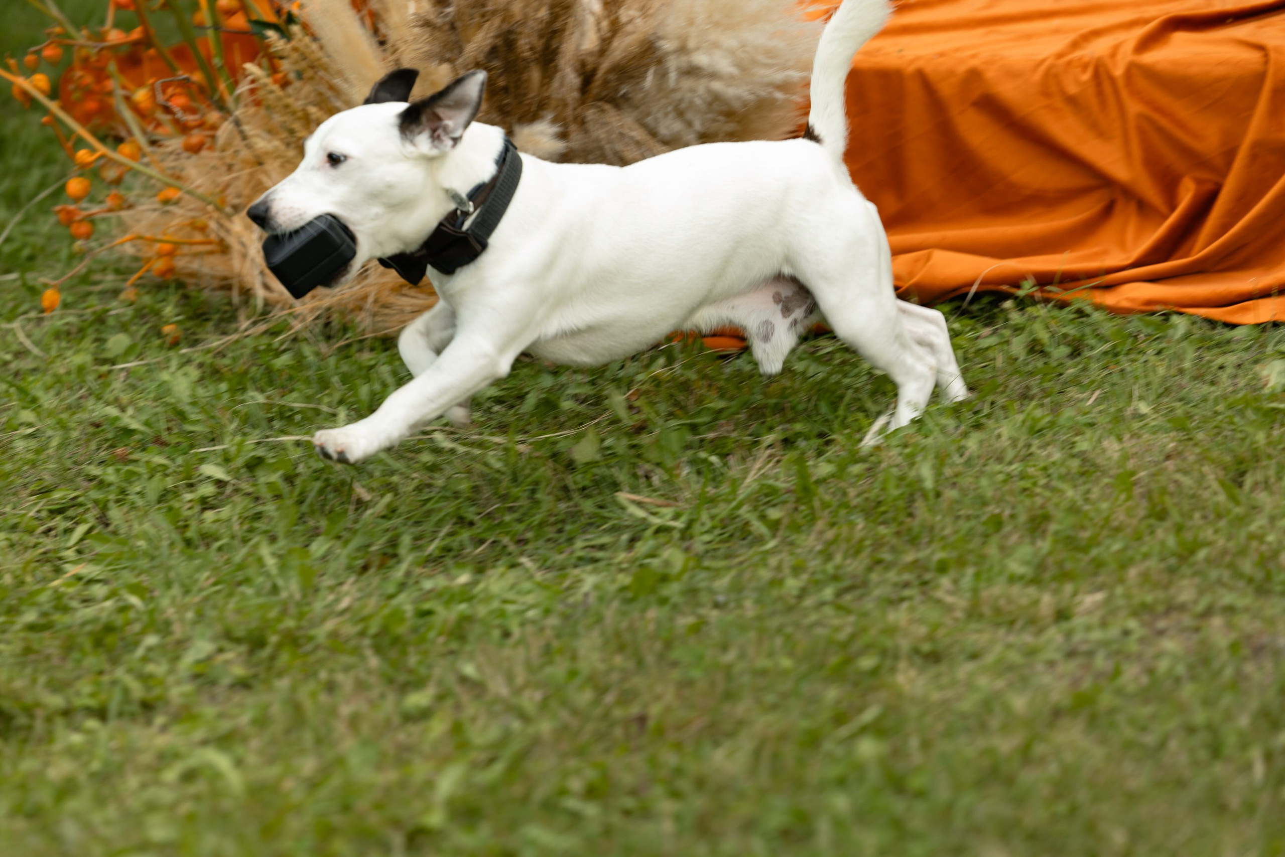 Софья & Виктор. Yura Rush Свадебный фотограф Тюмень