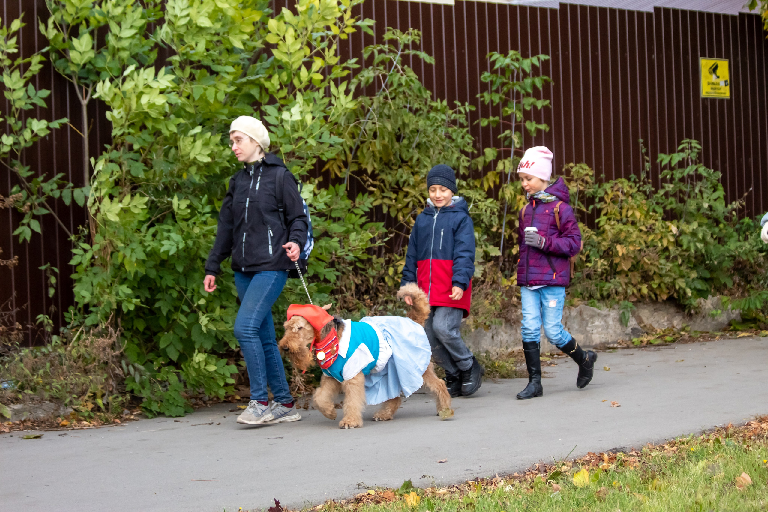 Костюмированный парад собак. Фотограф анималист — Тула, Москва