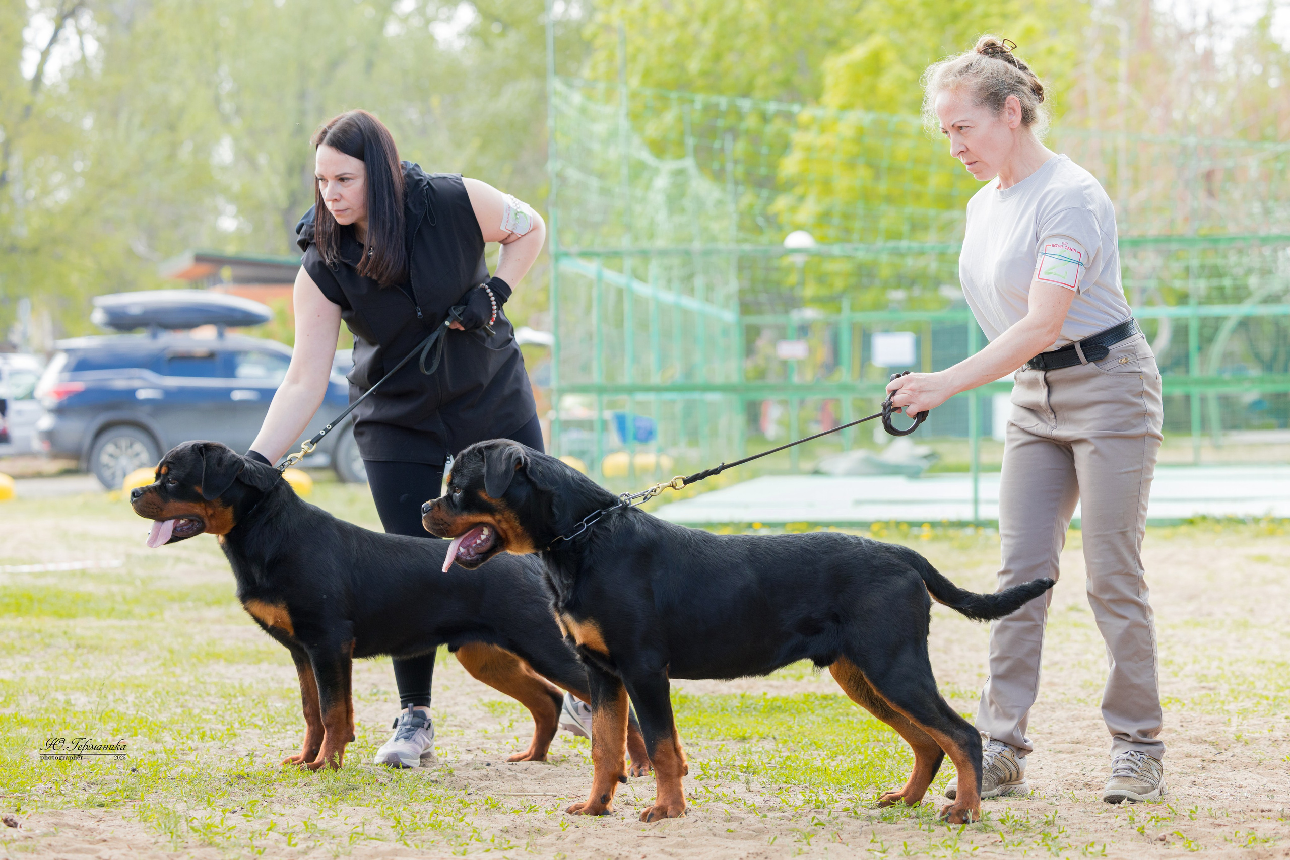 Саратов моно ротвейлеров 26-27.04.2025. Фотограф-анималист Юлия Германика