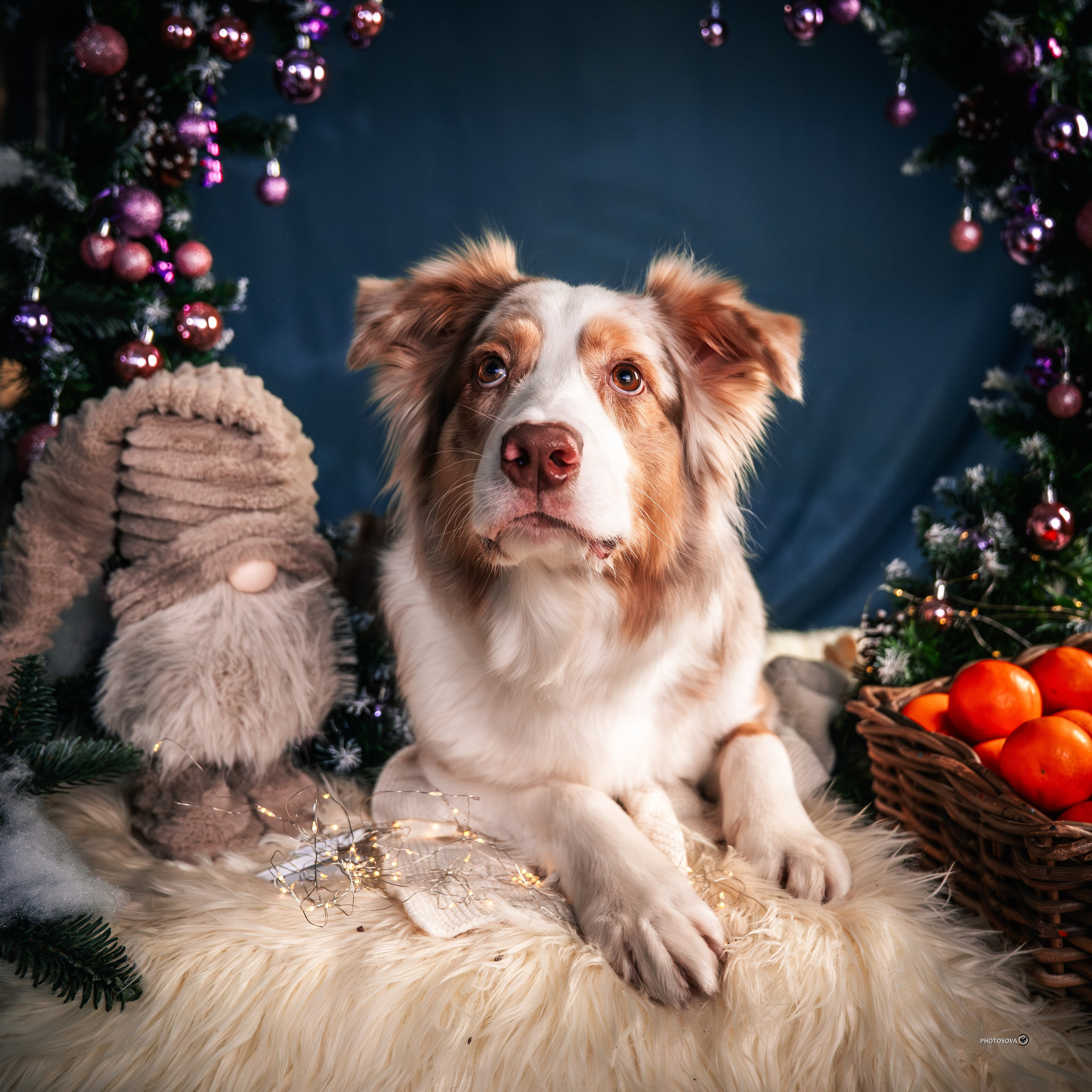 ФОТОПАМЯТЬ ВАШИХ ЭМОЦИЙ. Фотограф-анималист, семейный фотограф в Москве и Подмосковье. Фотосъёмка кинологических дисциплин