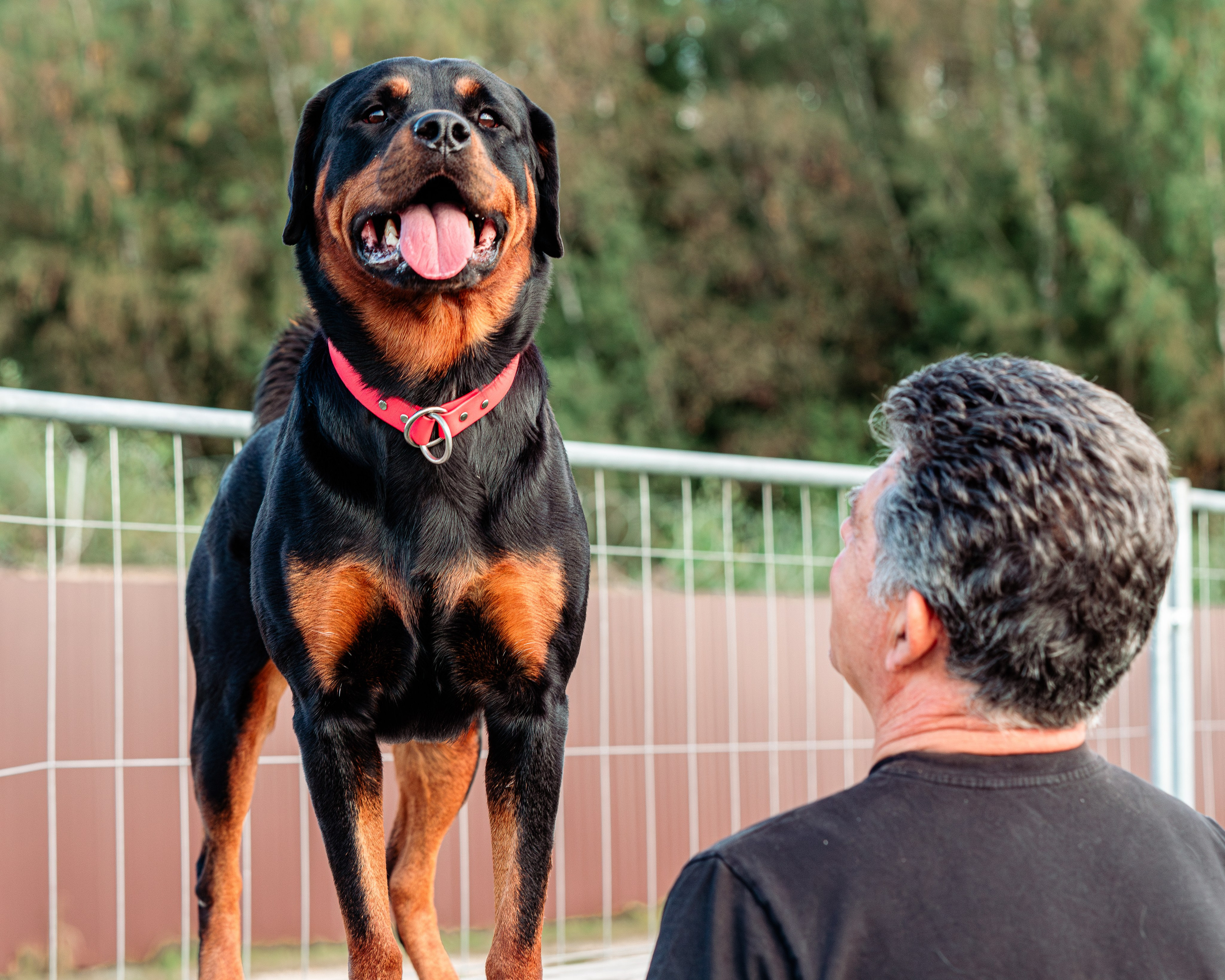 Ваш путь к ПОБЕДЕ (ТРЕНИРОВКИ). Фотограф-анималист, семейный фотограф в Москве и Подмосковье. Фотосъёмка кинологических дисциплин