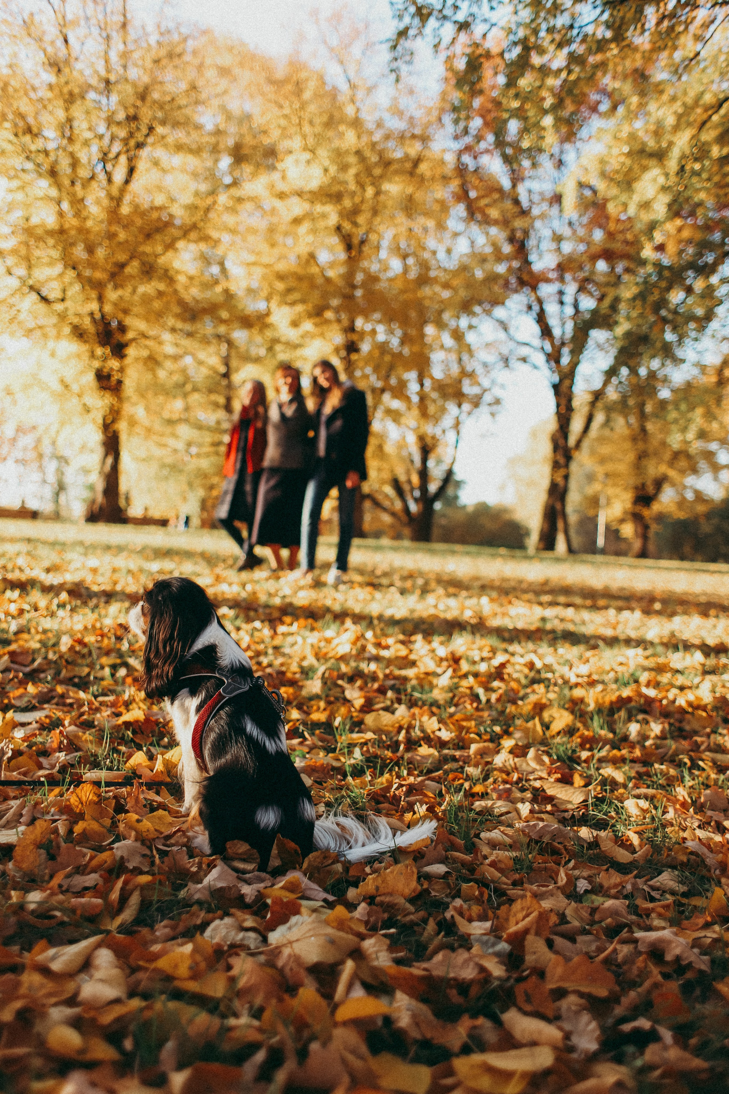Виктория и семья. Фотограф Москва и Санкт-Петербург