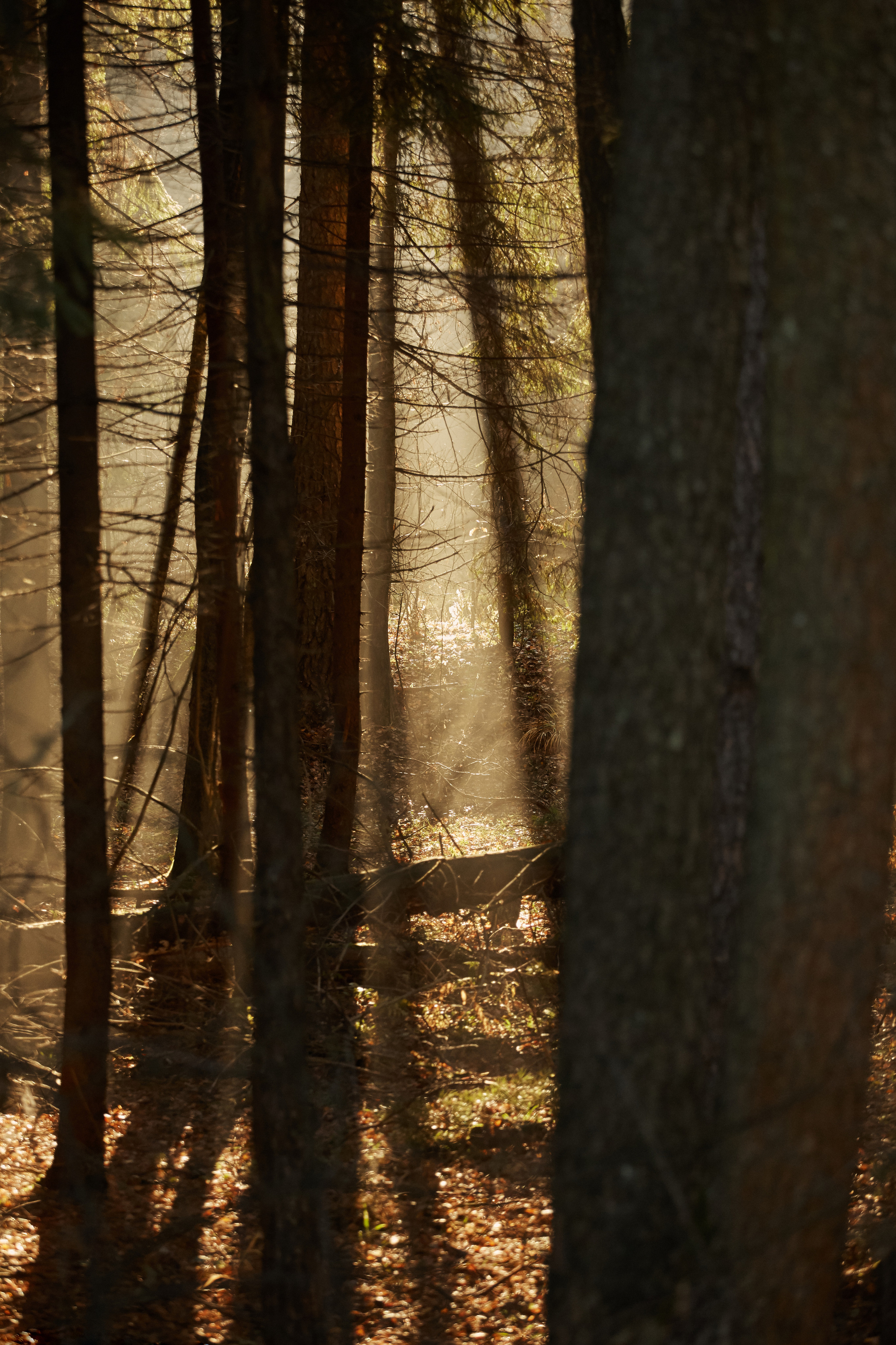 Functional Clothing Lab (fall). Анастасия Зобнинá — фотограф в Санкт-Петербурге/СПб