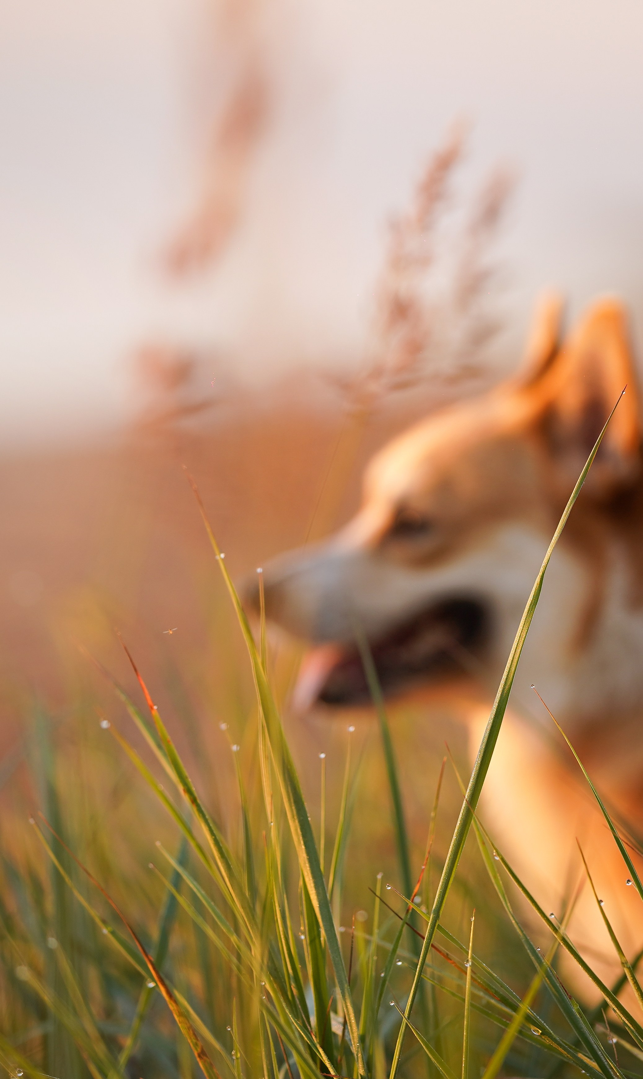 Таня и Оливер. Фотограф-анималист в Санкт-Петербурге Яна Мартынова