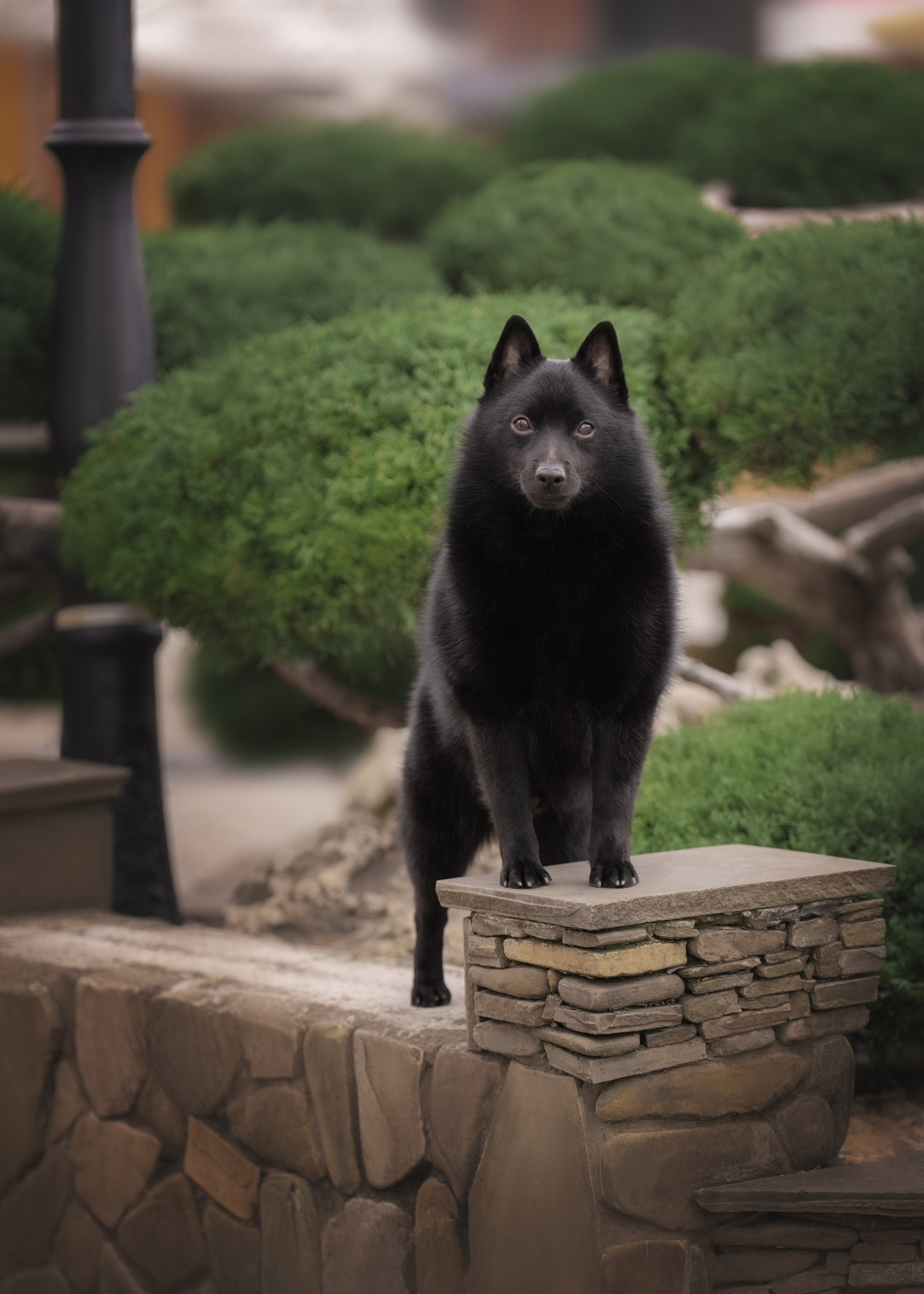 фотограф анималист краснодар