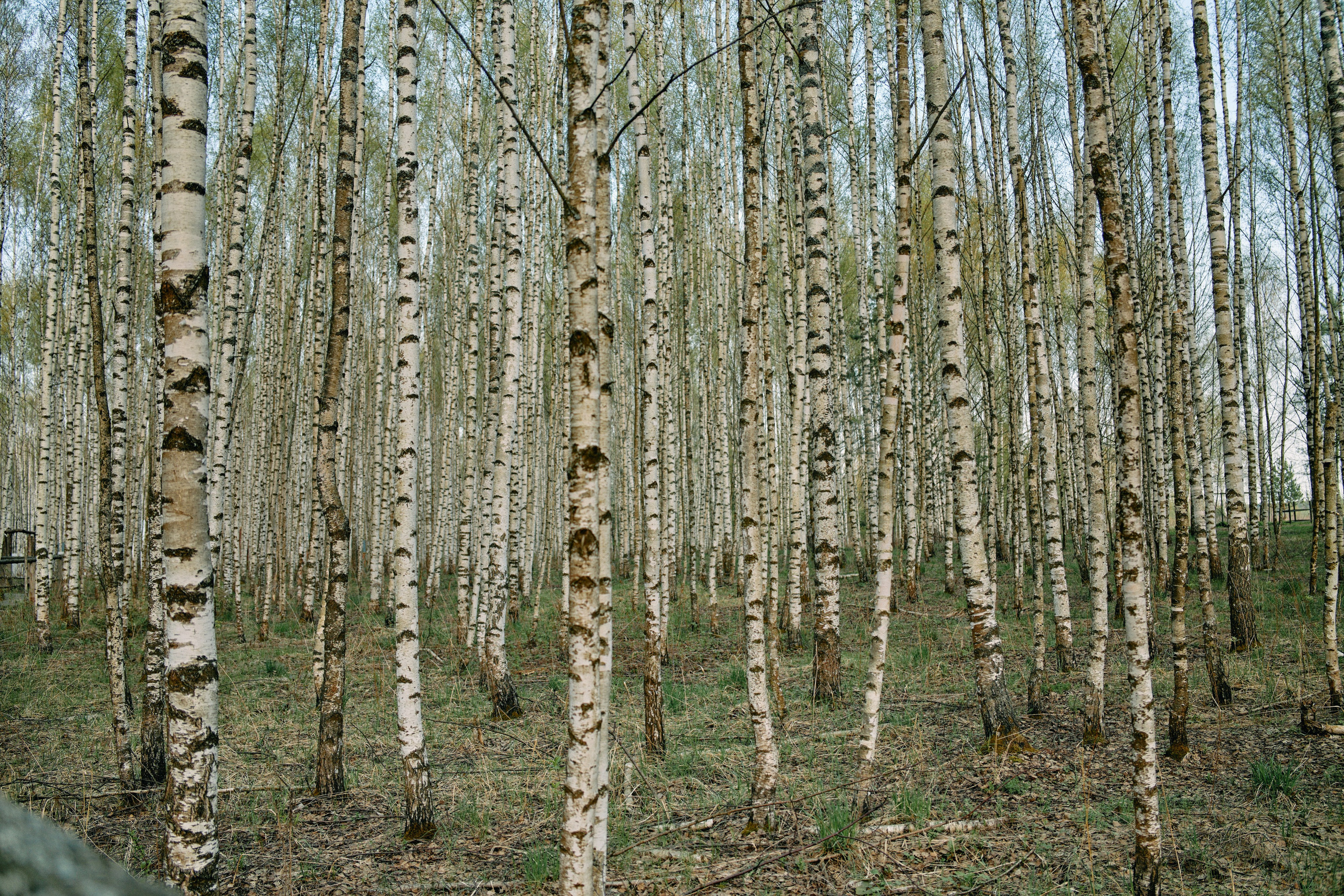 Бутик-отель Поле летом. Профессиональный Фотограф во Владимире, в Москве и в Суздале — Полина Романычева