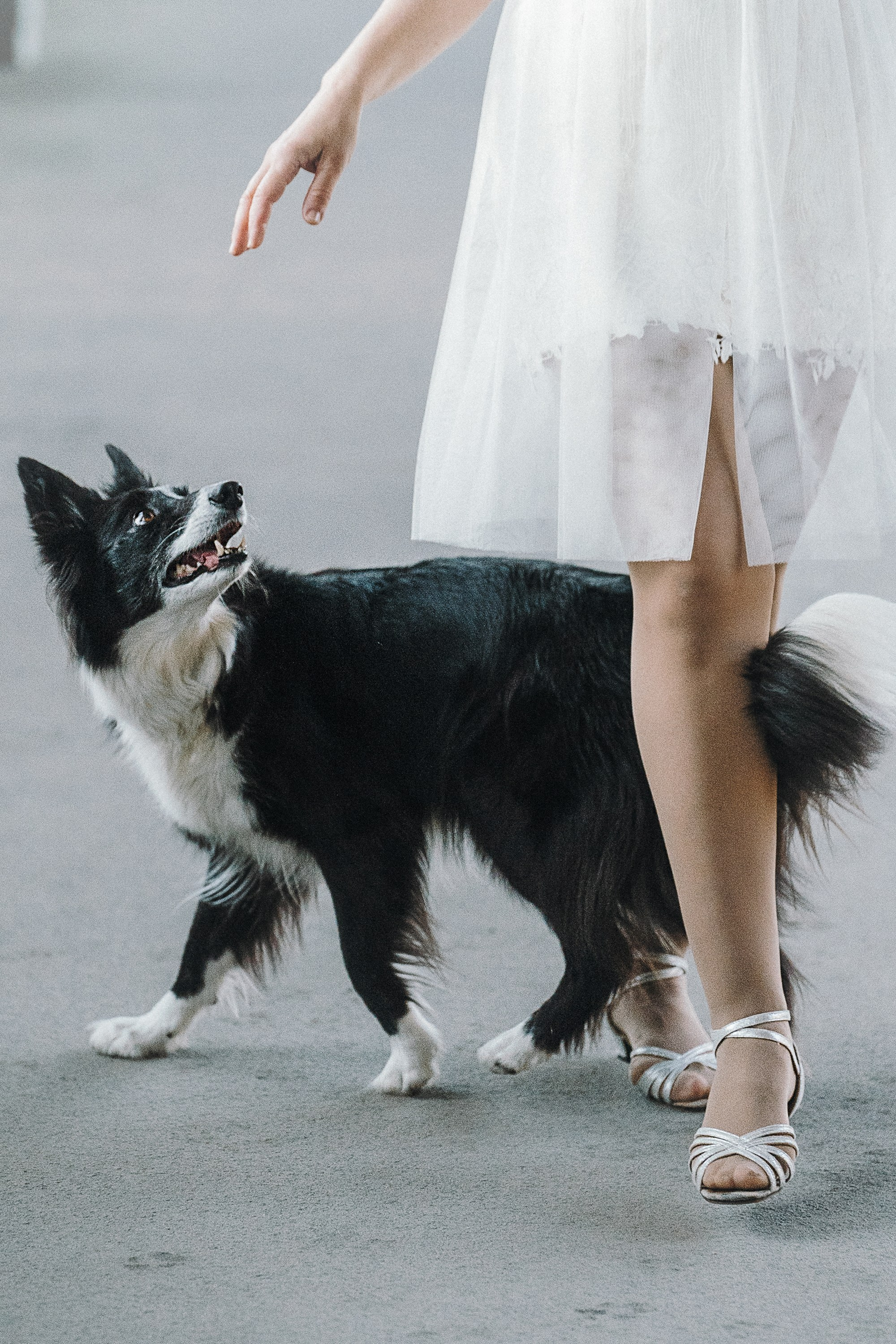 Таня, Марта и Клипса. Фотограф анималист в Москве и Санкт-Петербурге Свиридова Анна
