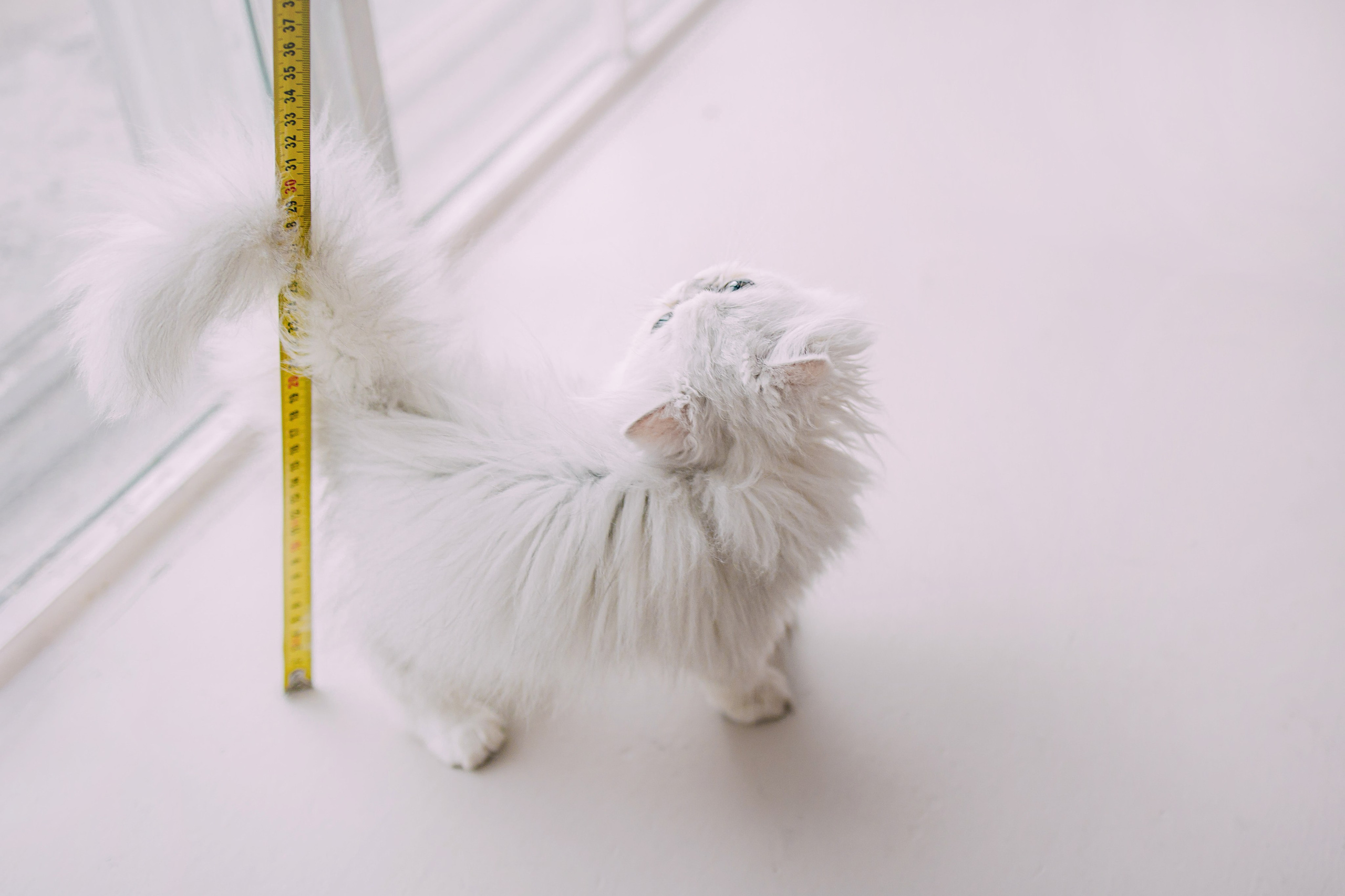 Султан, Мэй Мэй и Шанталь и их семья