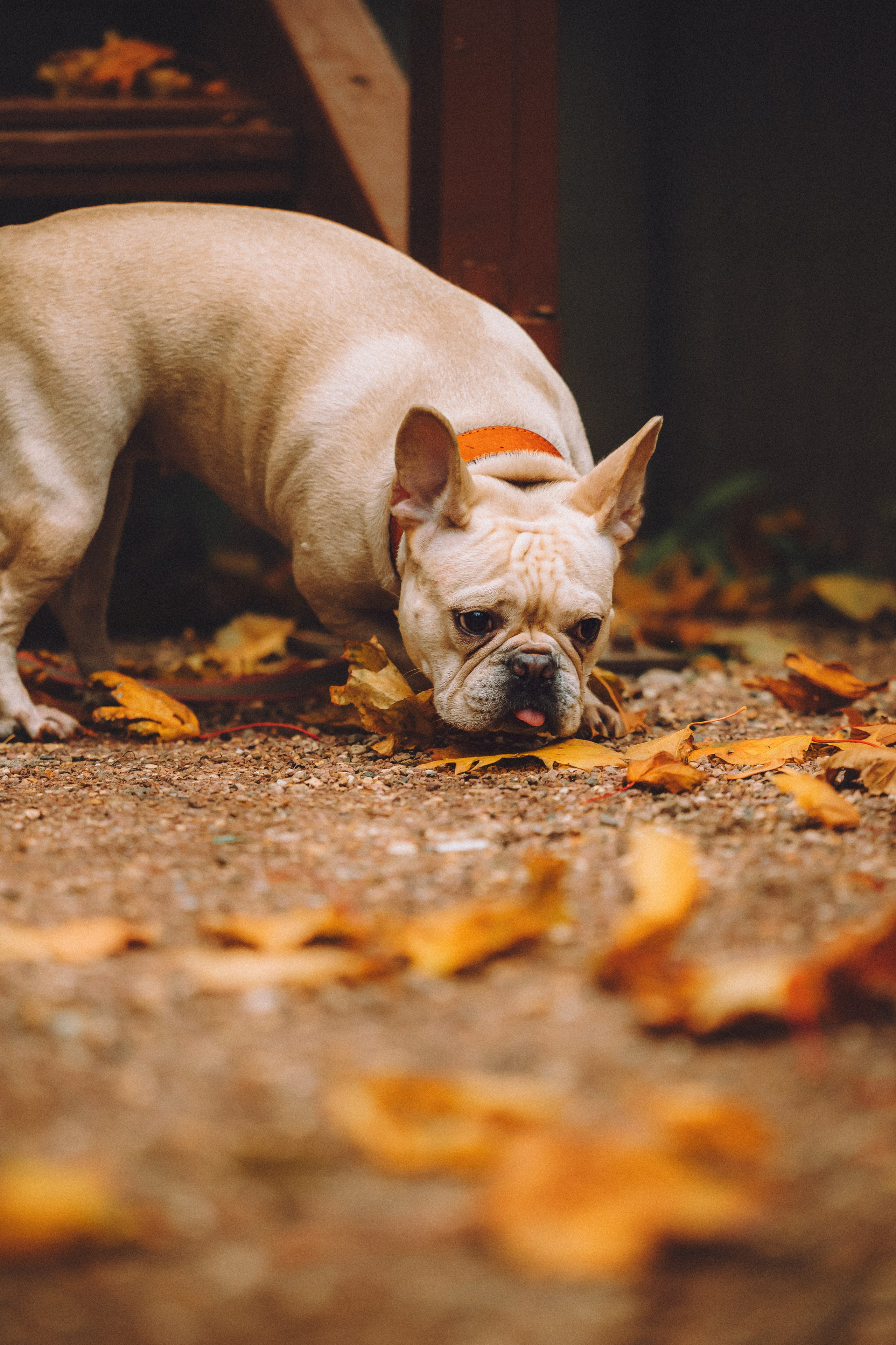 Антонина и Амиша