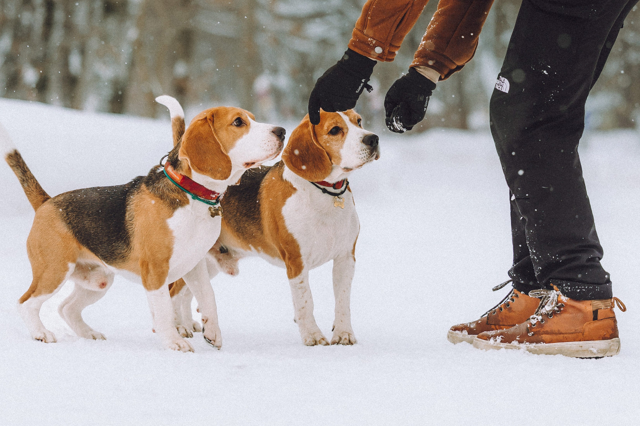 Роман, Портер и Коррес