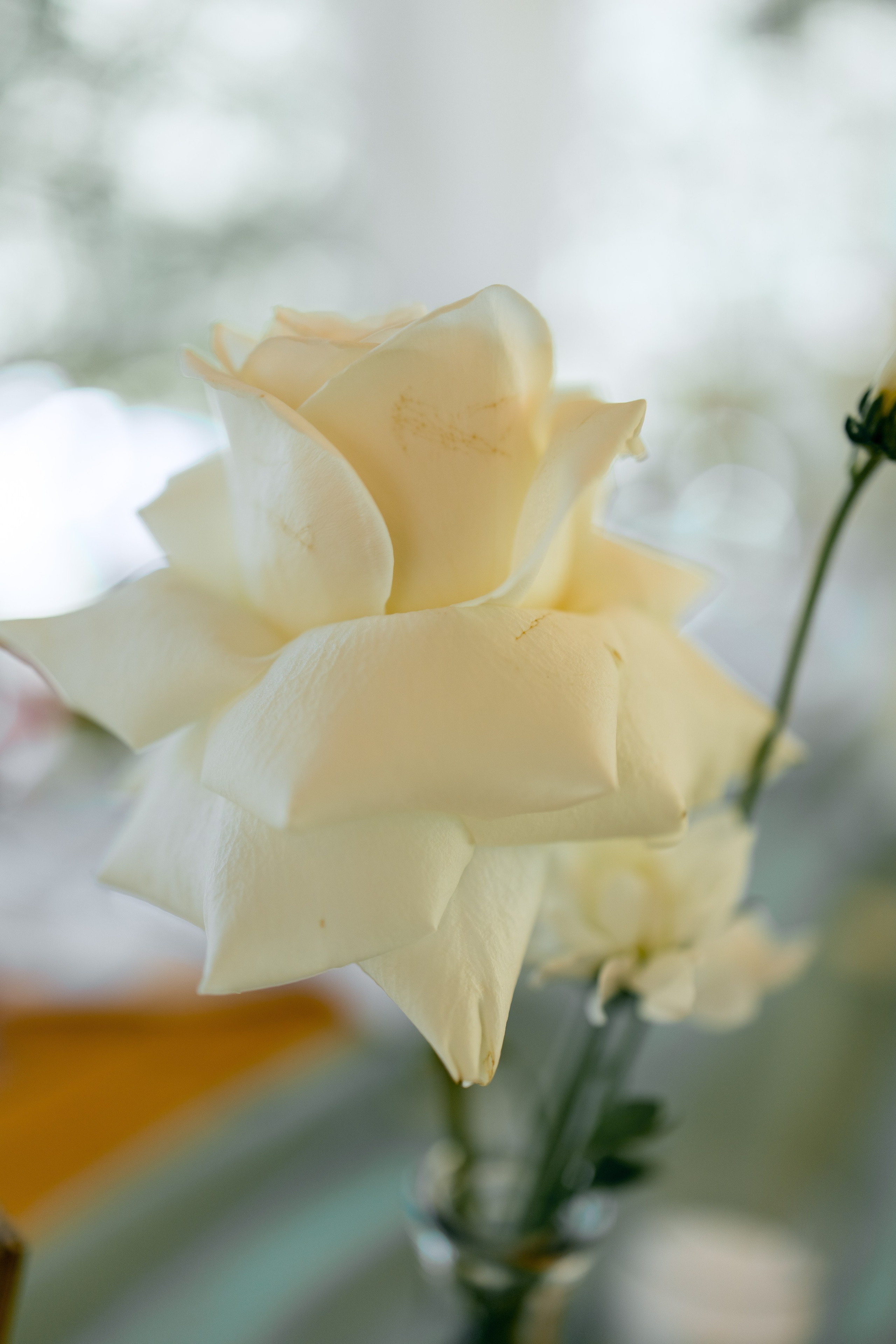 Валентин и Анастасия. Свадебный и семейный фотограф в Туле и области Маша Костина