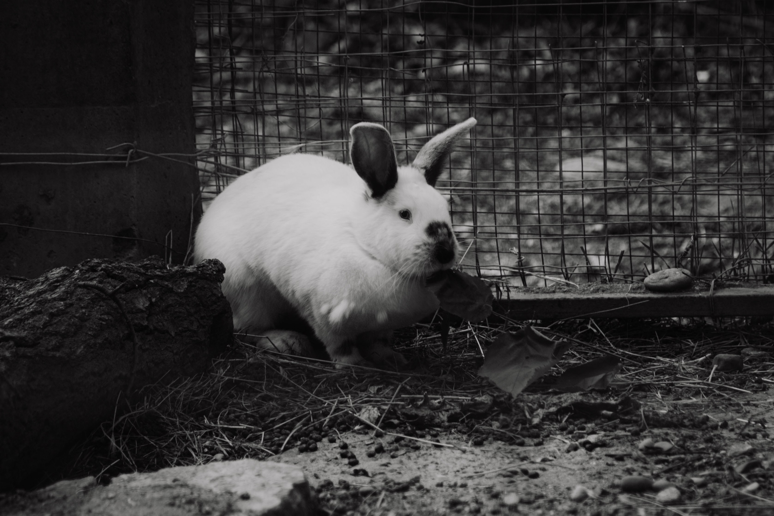 Зоопарк. Dmitriy [KCCC] is a pretty cool photographer