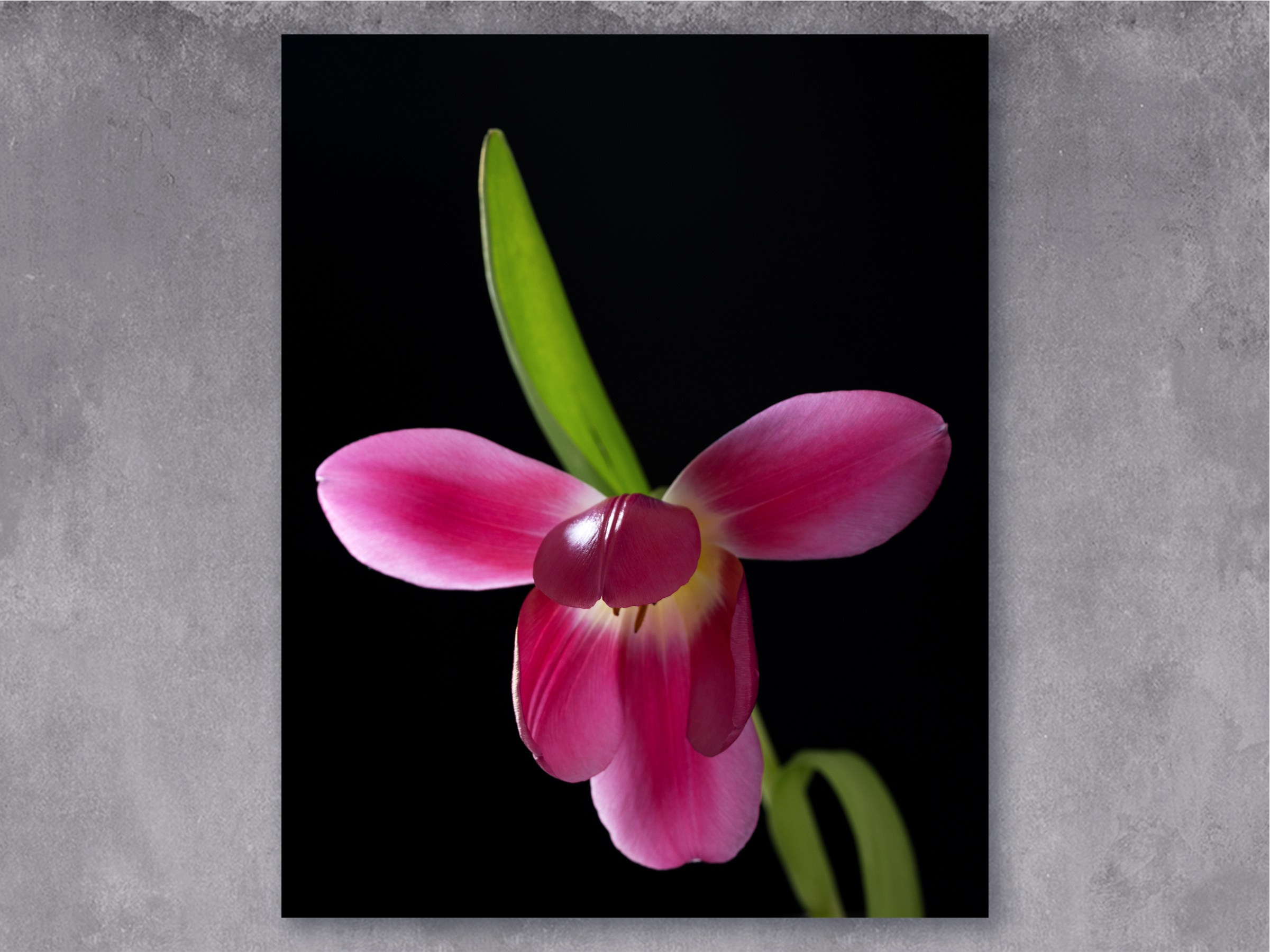 Samurai Grace. Author’s fine art prints with international delivery