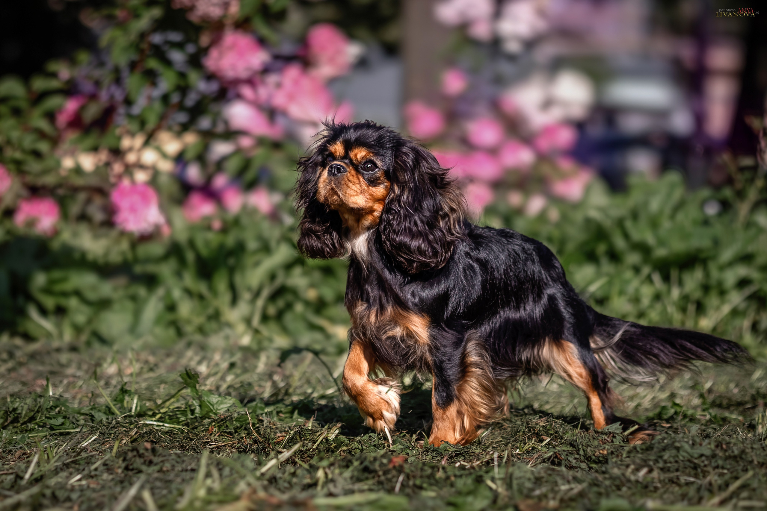 Кавалерчики. Фотограф анималист Аня Ливанова | Рыбинск