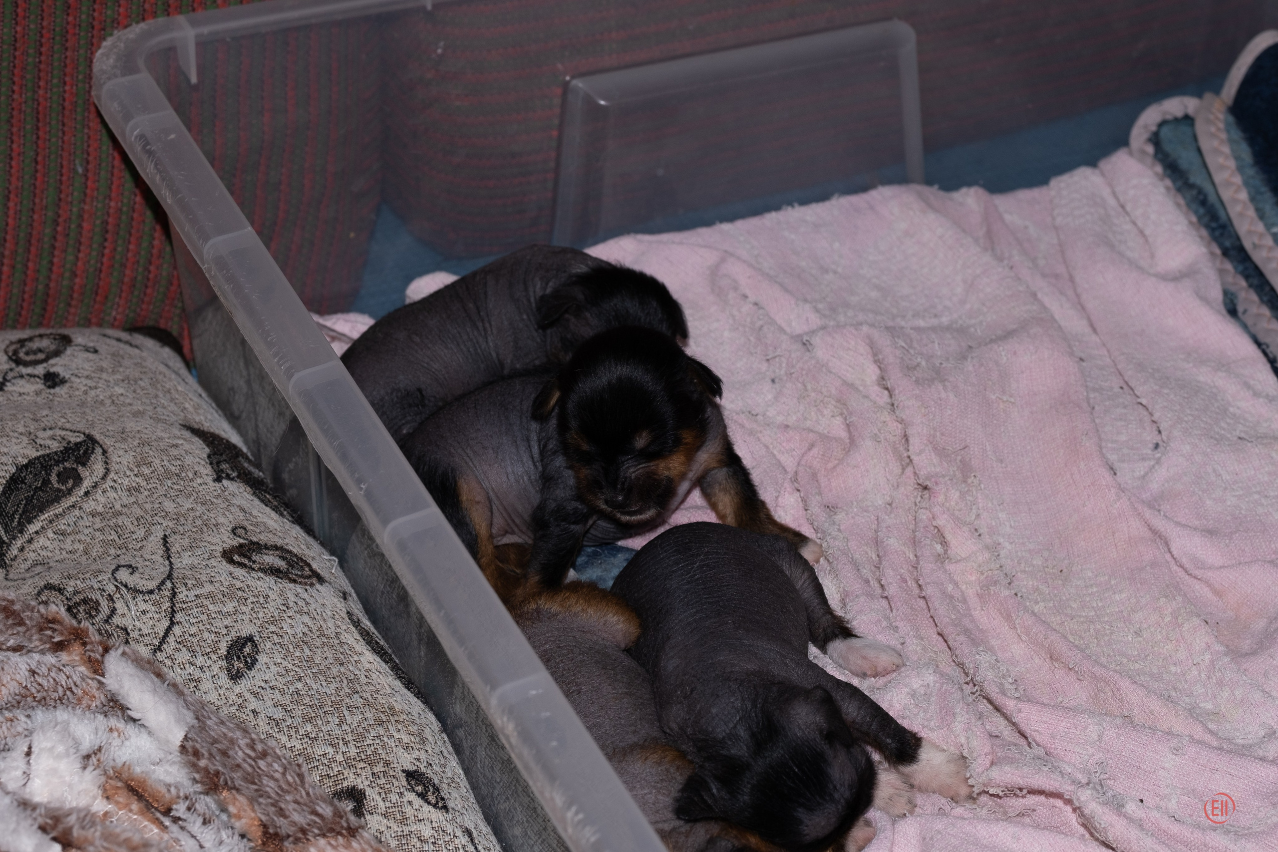 Litter V. Poale Ell Chinese Crested Dog Kennel: Buy a puppy from the kennel