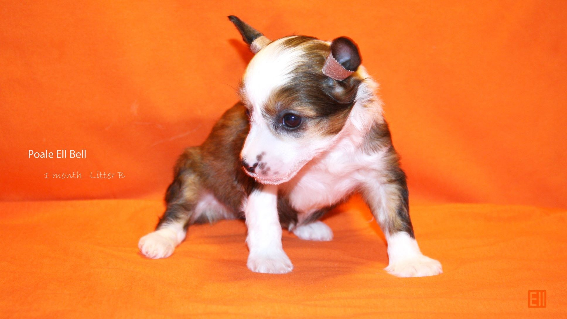 Litter B. Chinese Crested Dog Kennel Poale Ell