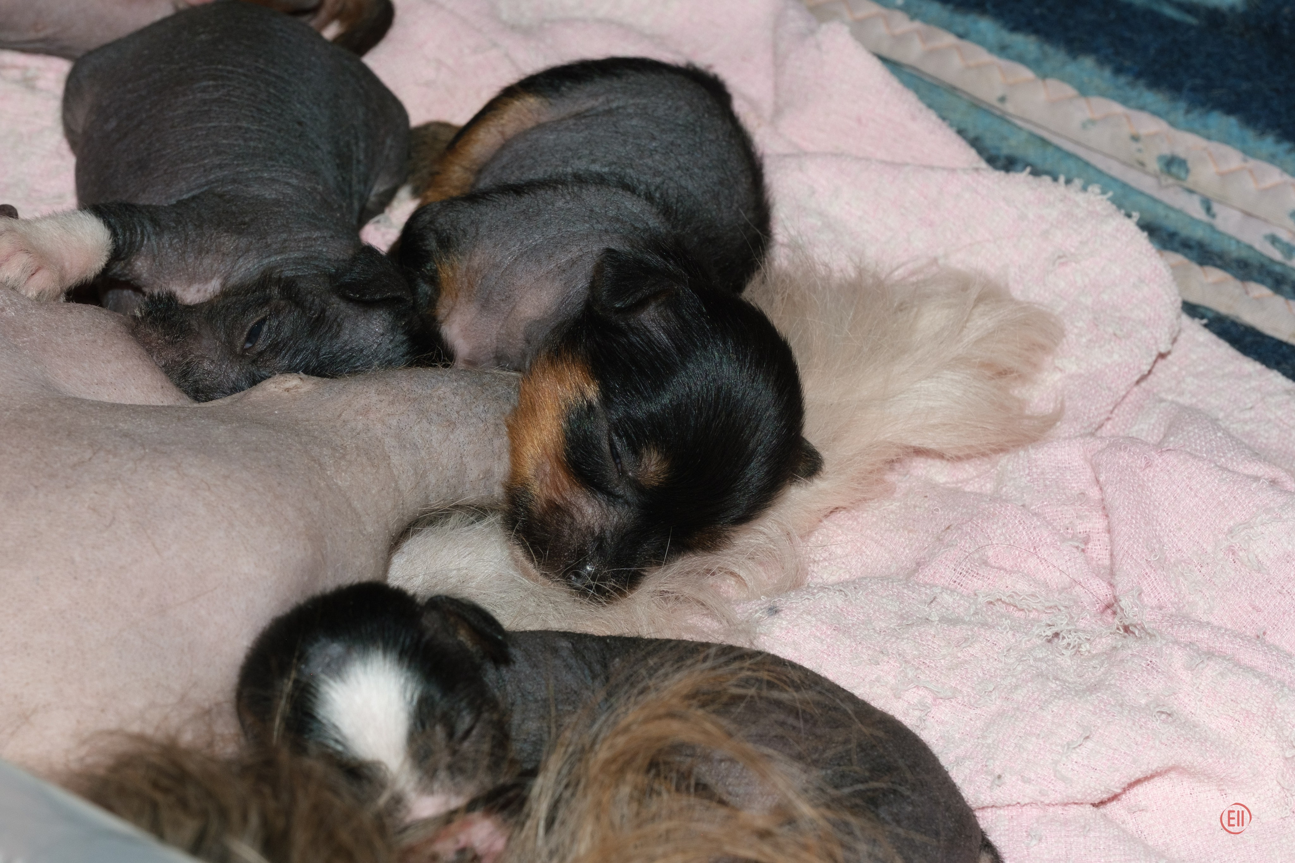 Litter V. Poale Ell Chinese Crested Dog Kennel: Buy a puppy from the kennel