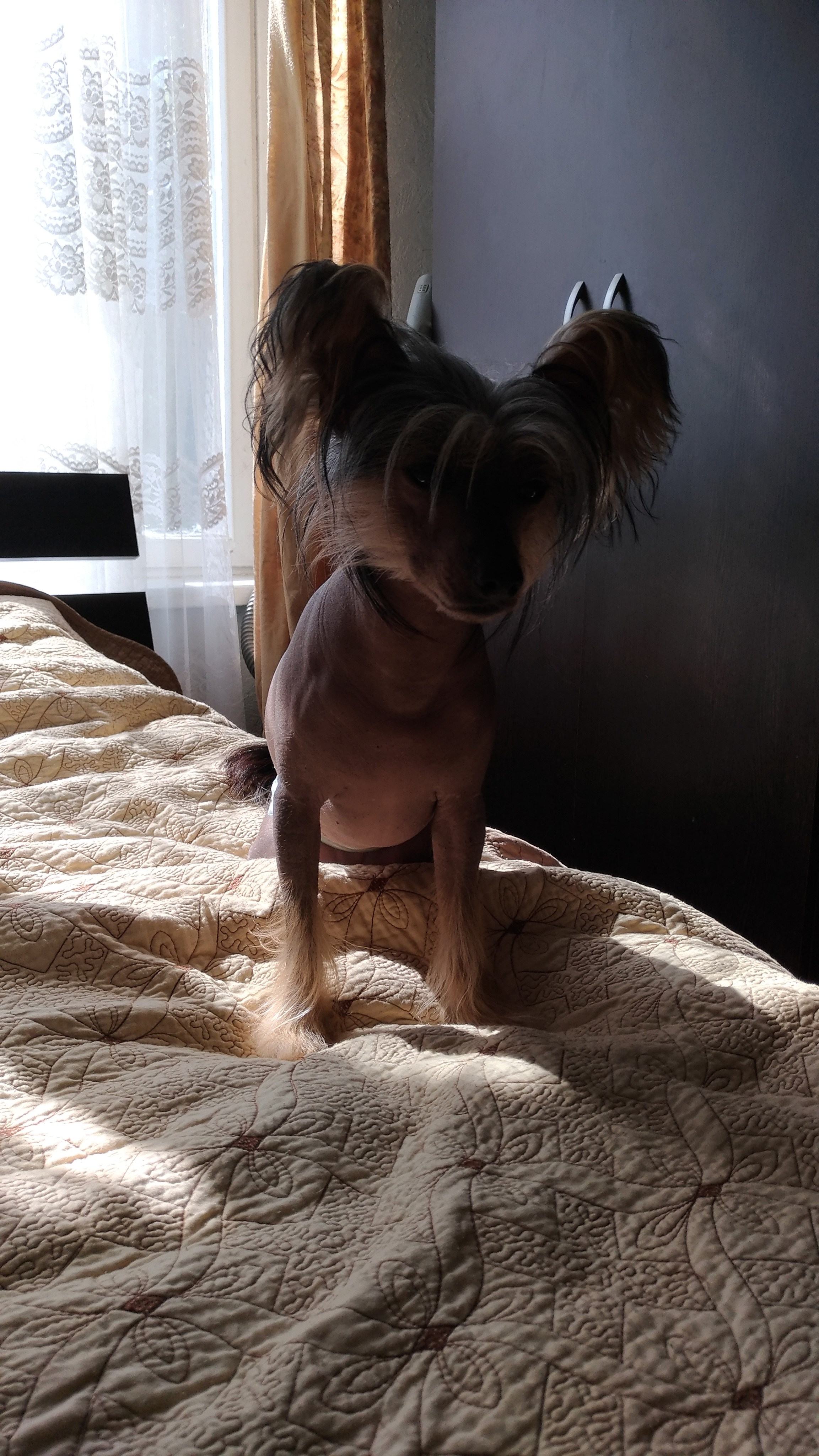 Адамусик милый малыш. Питомник китайских хохлатых собак Poale Ell: купить щенка в питомнике