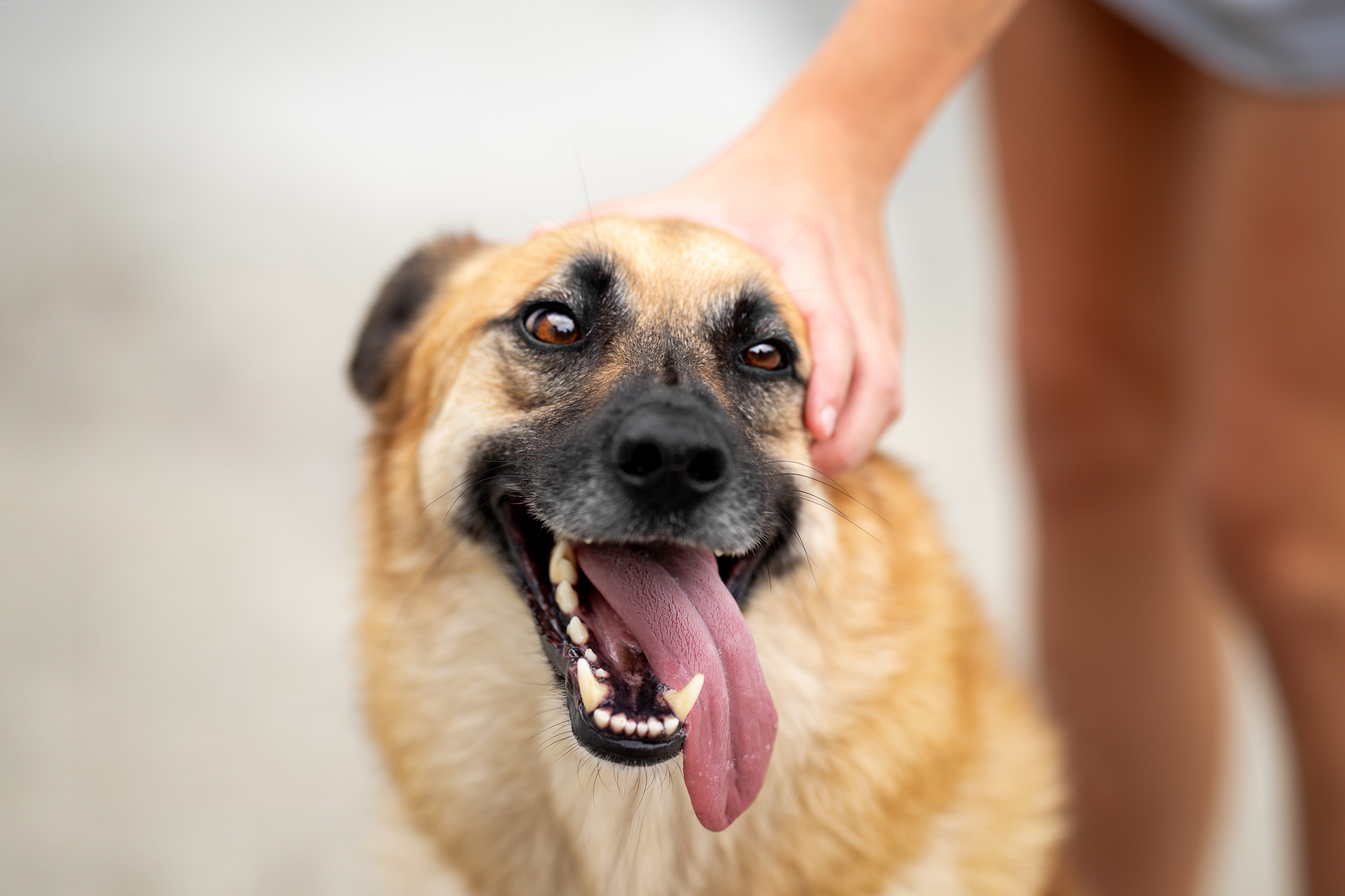 Мини-приют «Возрождение». Ирина Голомб|Фотограф-анималист в  Сочи и Калининграде