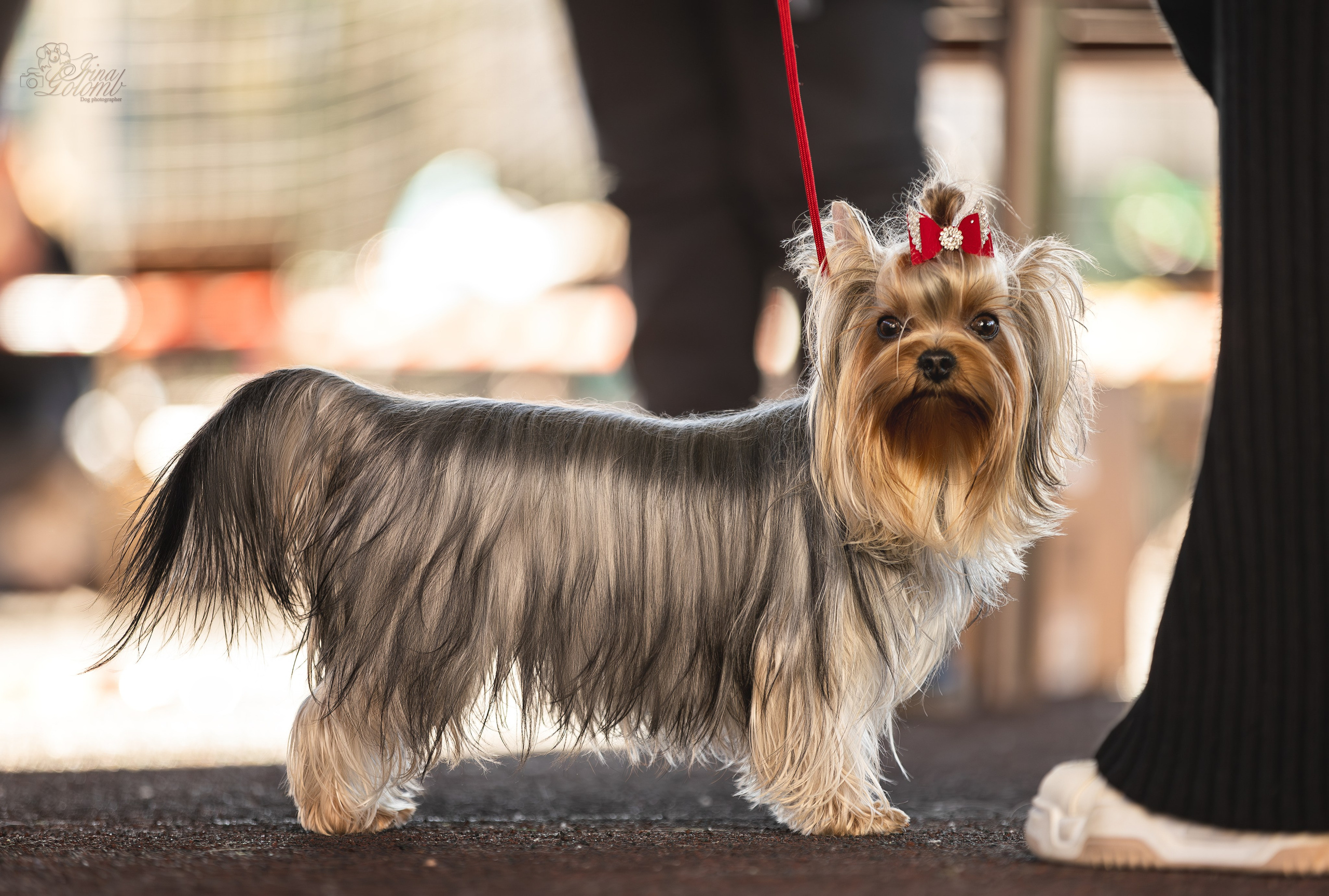 Выставка 25.02.2024. Ирина Голомб|Фотограф-анималист в  Сочи и Калининграде