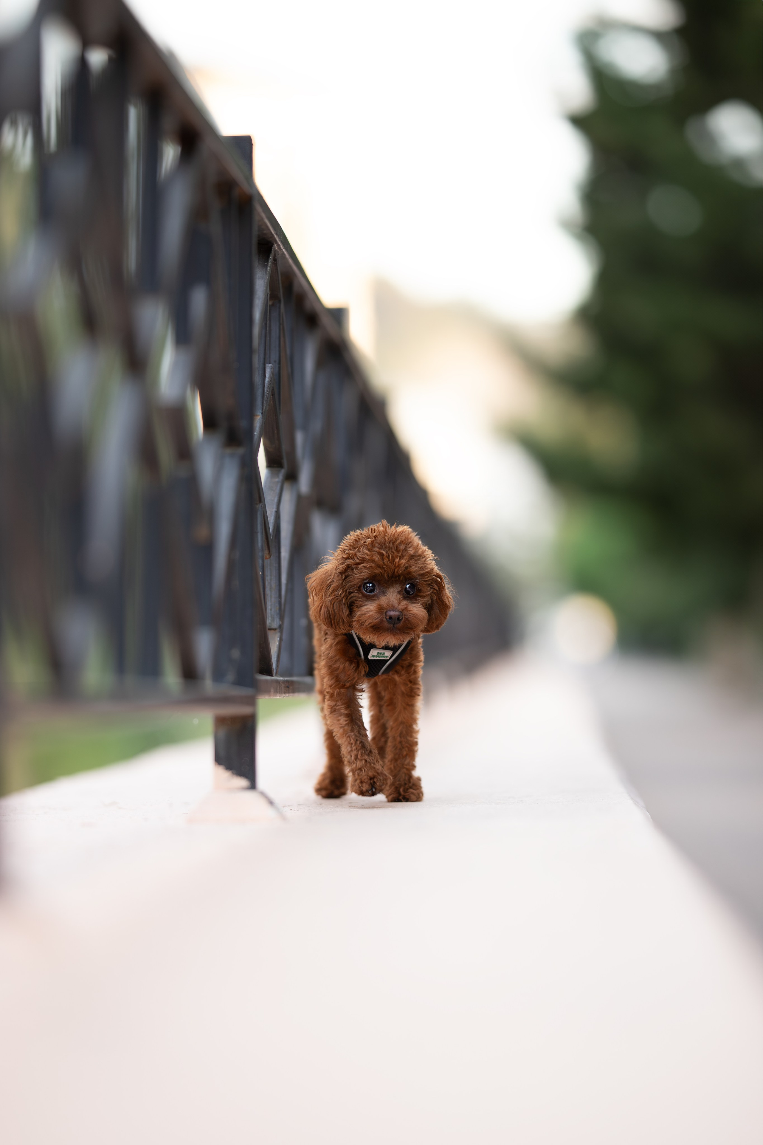Марик, тикап-пудель. Ирина Голомб|Фотограф-анималист в  Сочи и Калининграде