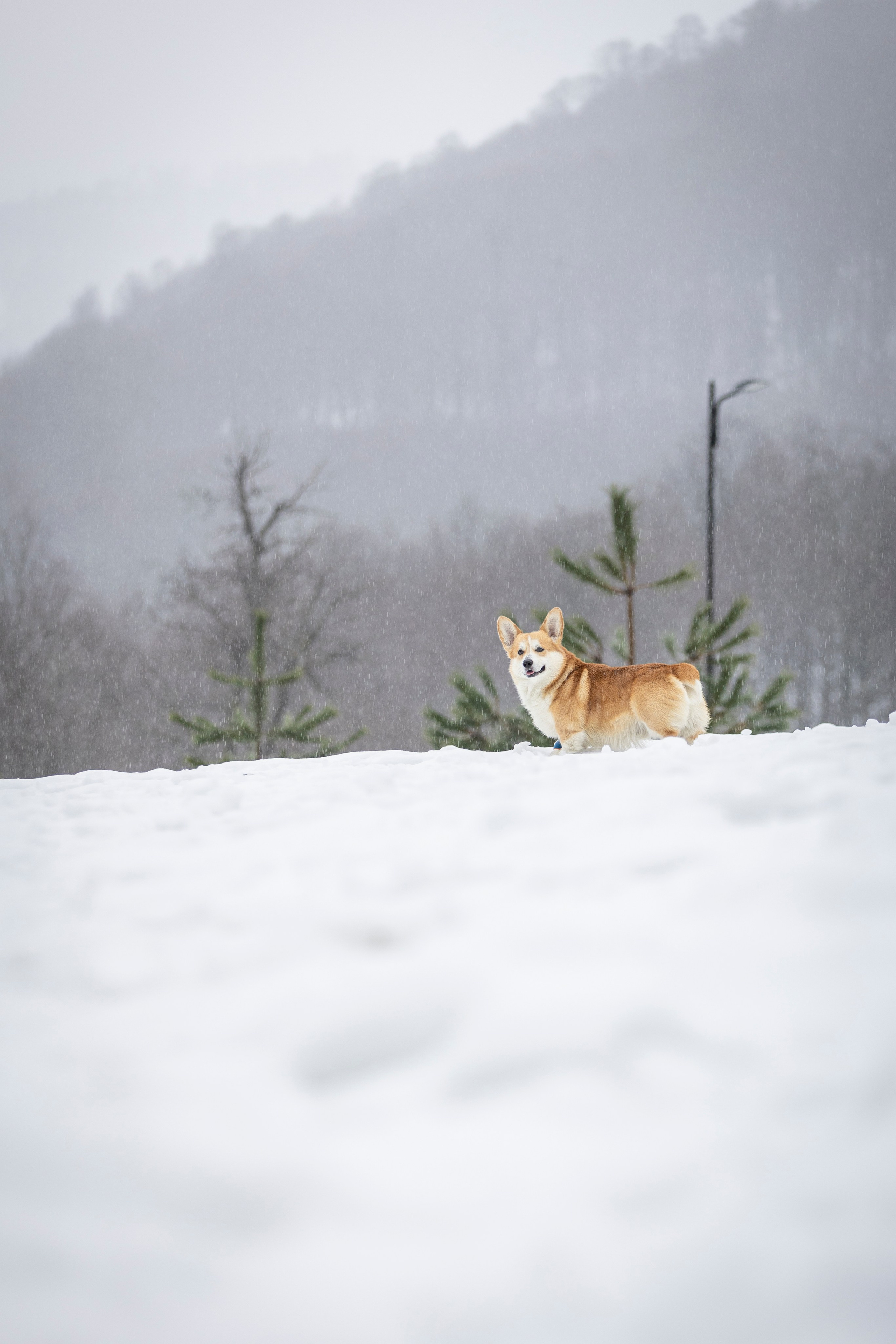 Гай, Корги-Пемброк. Ирина Голомб|Фотограф-анималист в  Сочи и Калининграде