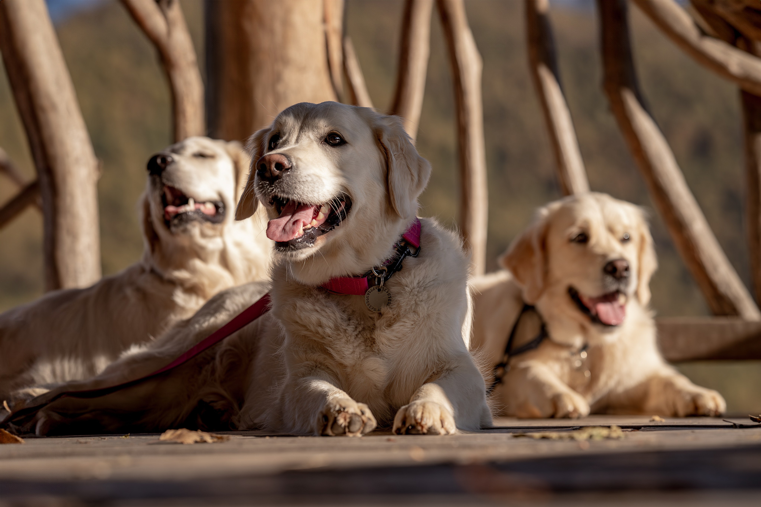 Асти, Делфи и Фреска, Голден Ретриверы. Ирина Голомб|Фотограф-анималист в  Сочи и Калининграде
