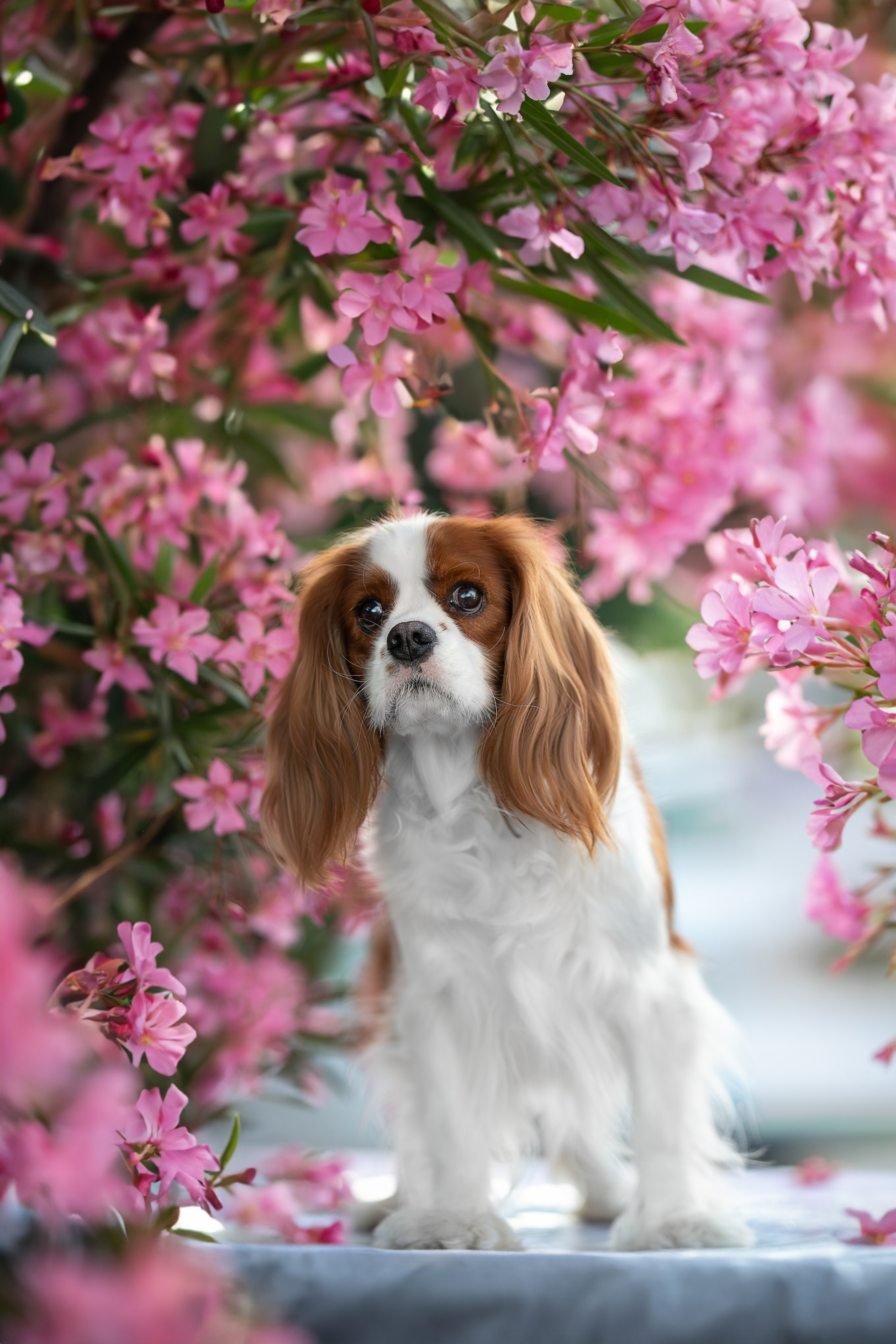 Нюша, Кавалер Кинг Чарльз Спаниель. Ирина Голомб|Фотограф-анималист в  Сочи и Калининграде