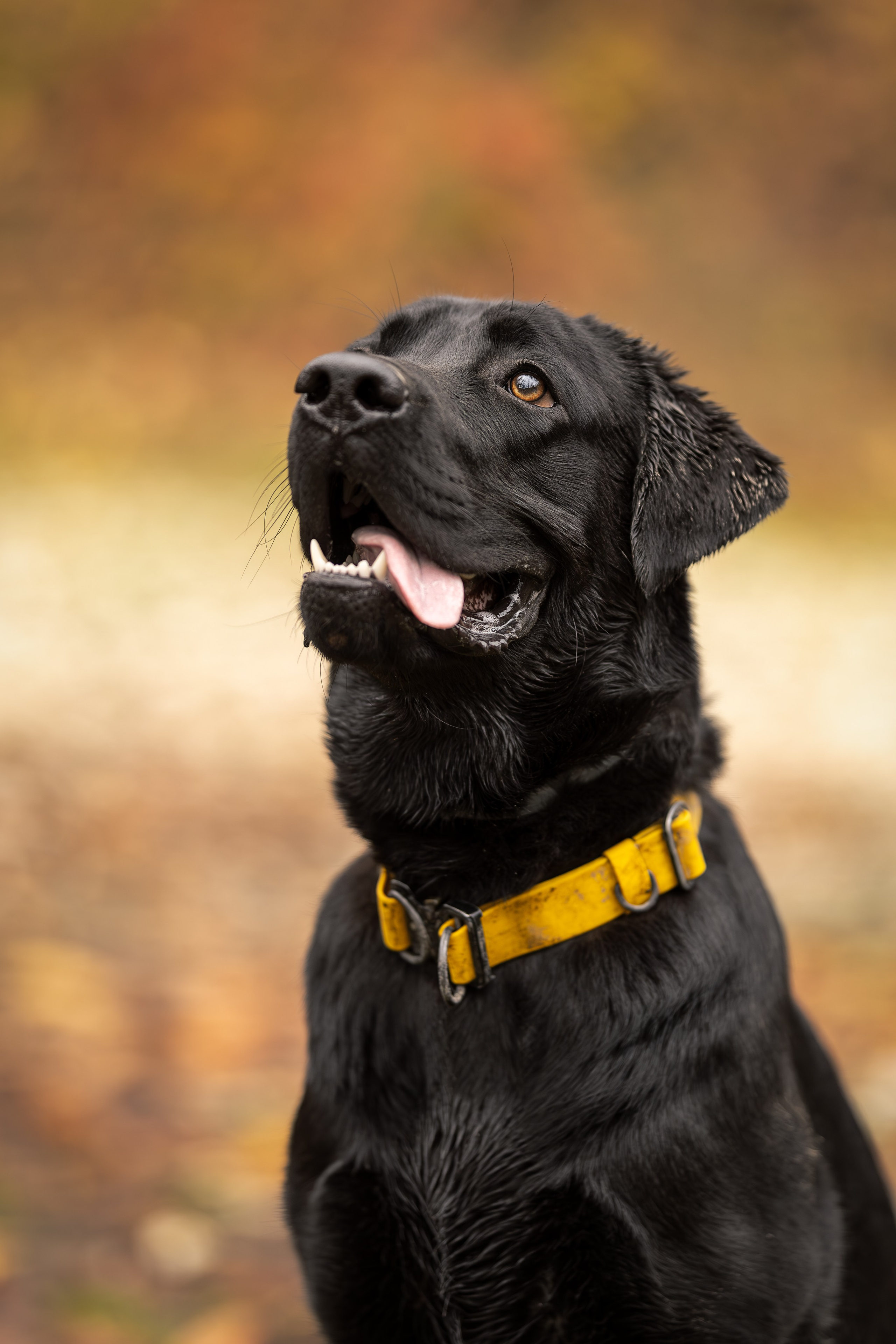 Локи, Лабрадор-ретривер. Ирина Голомб|Фотограф-анималист в  Сочи и Калининграде