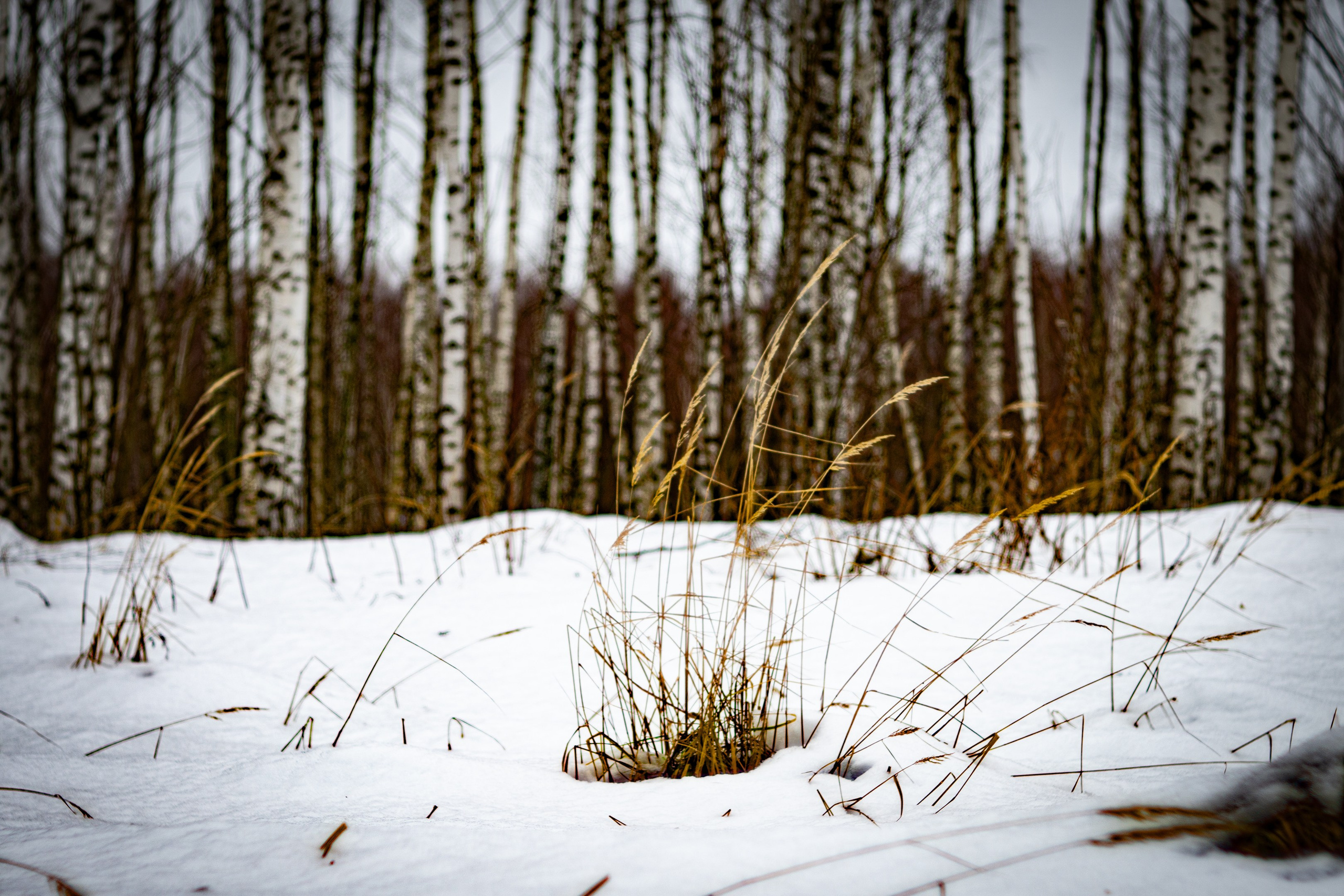 Дача. ПОБУДЬ ЗДЕСЬ И ЦЕЛЕЕ БУДЕТ ЭТОТ МИР