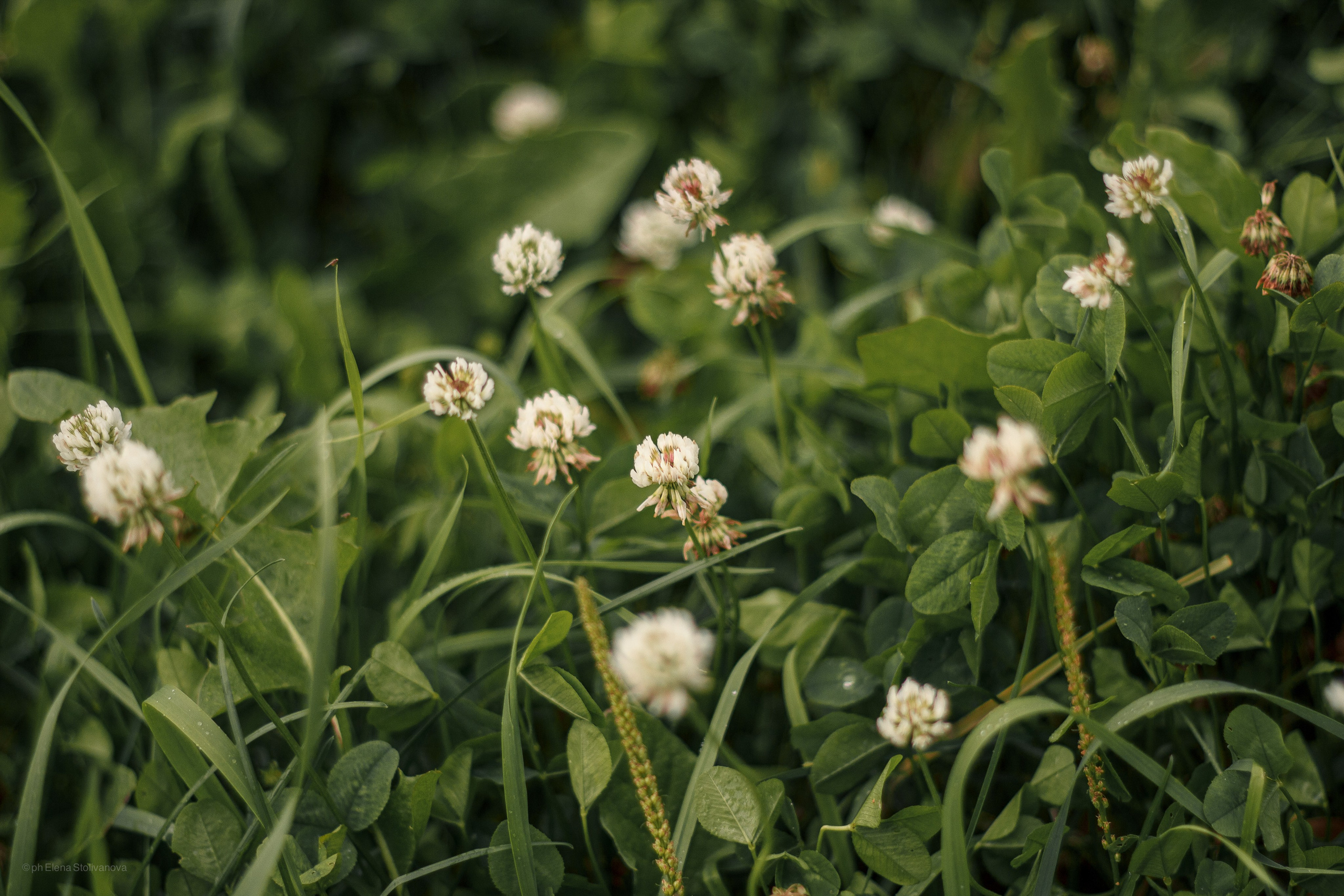 Александр. Портретный фотограф Москва | Елена Столиванова
