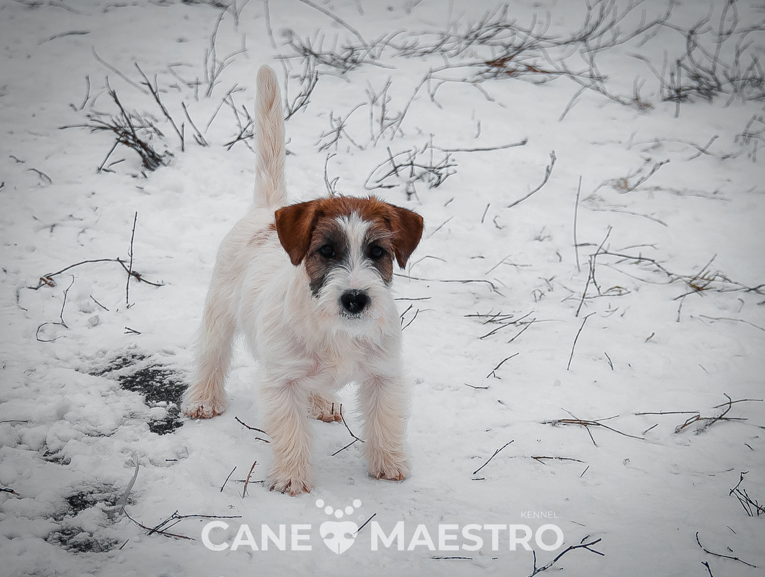 Щенок кобель ДРТ. КАНЕ МАЭСТРО — питомник Джек рассел терьеров