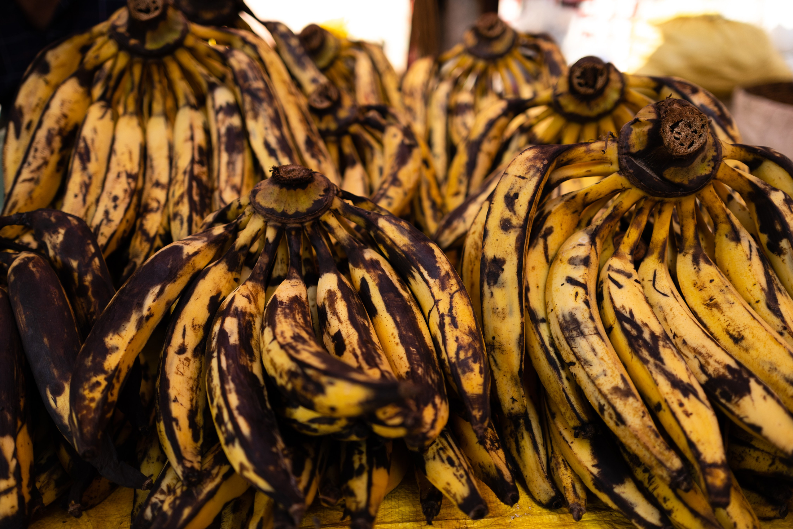 ГОА 2024. Руслан Плахтеев