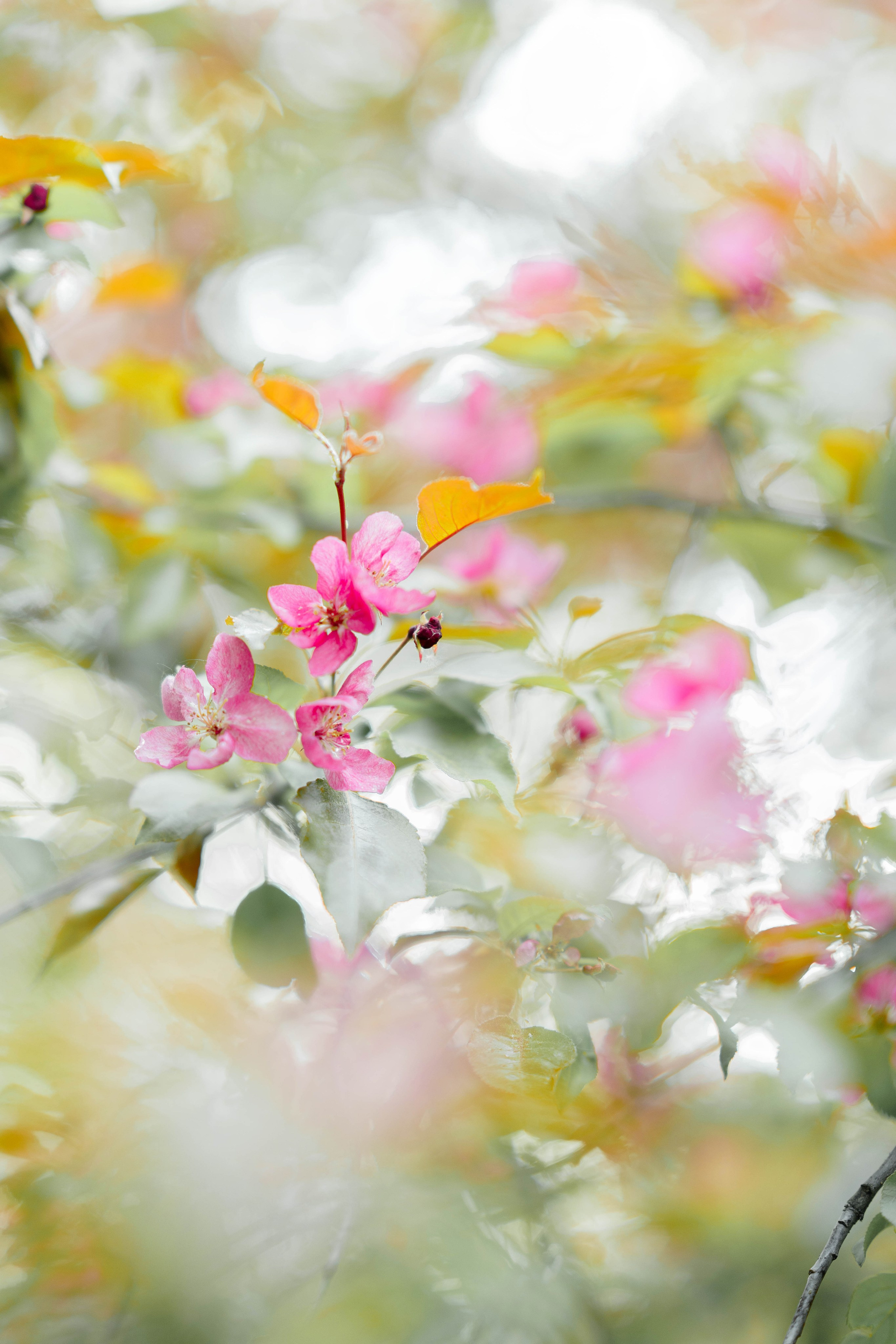 Даня и Алена